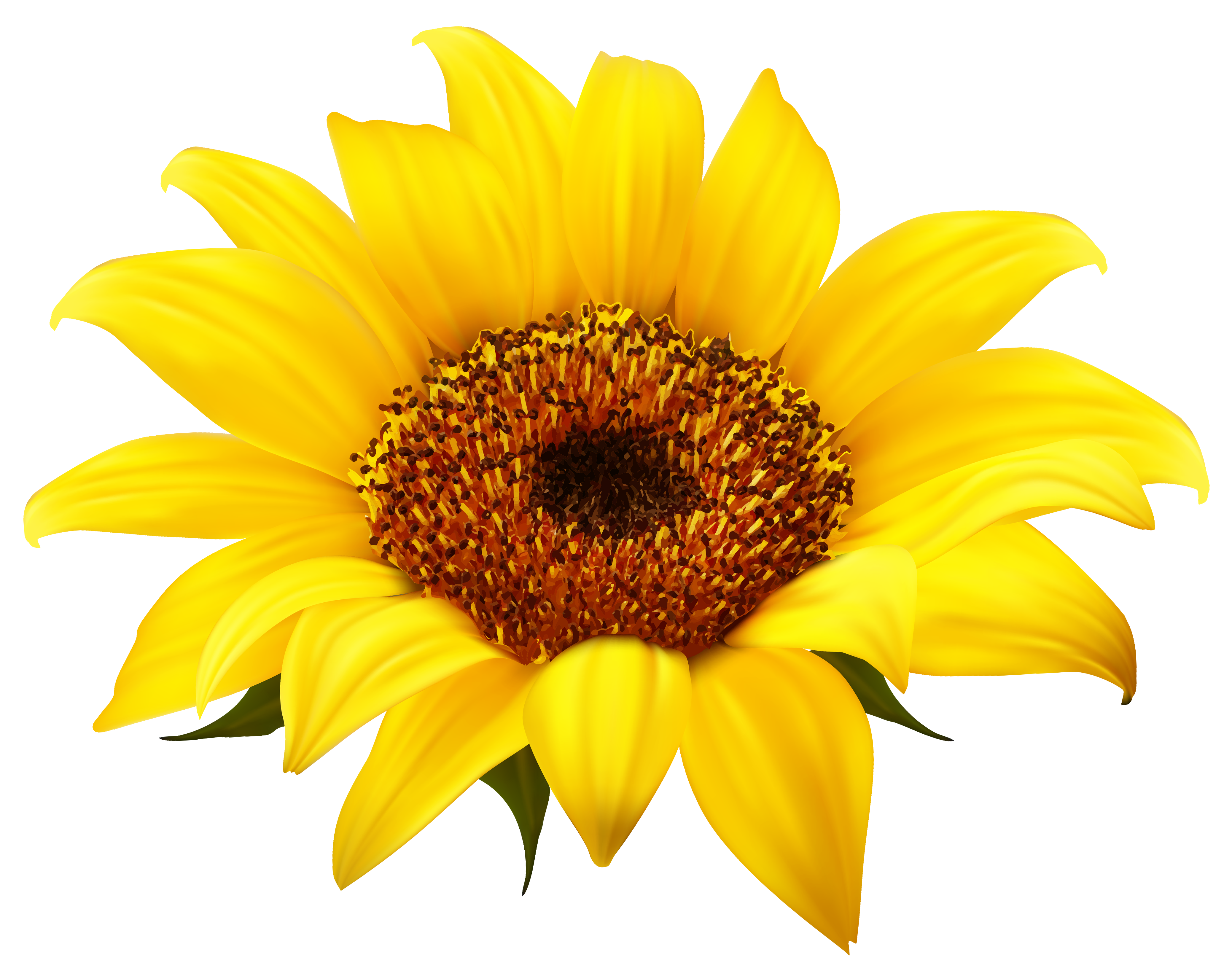 Sunflower Clipart PNG Image | Gallery Yopriceville - High-Quality