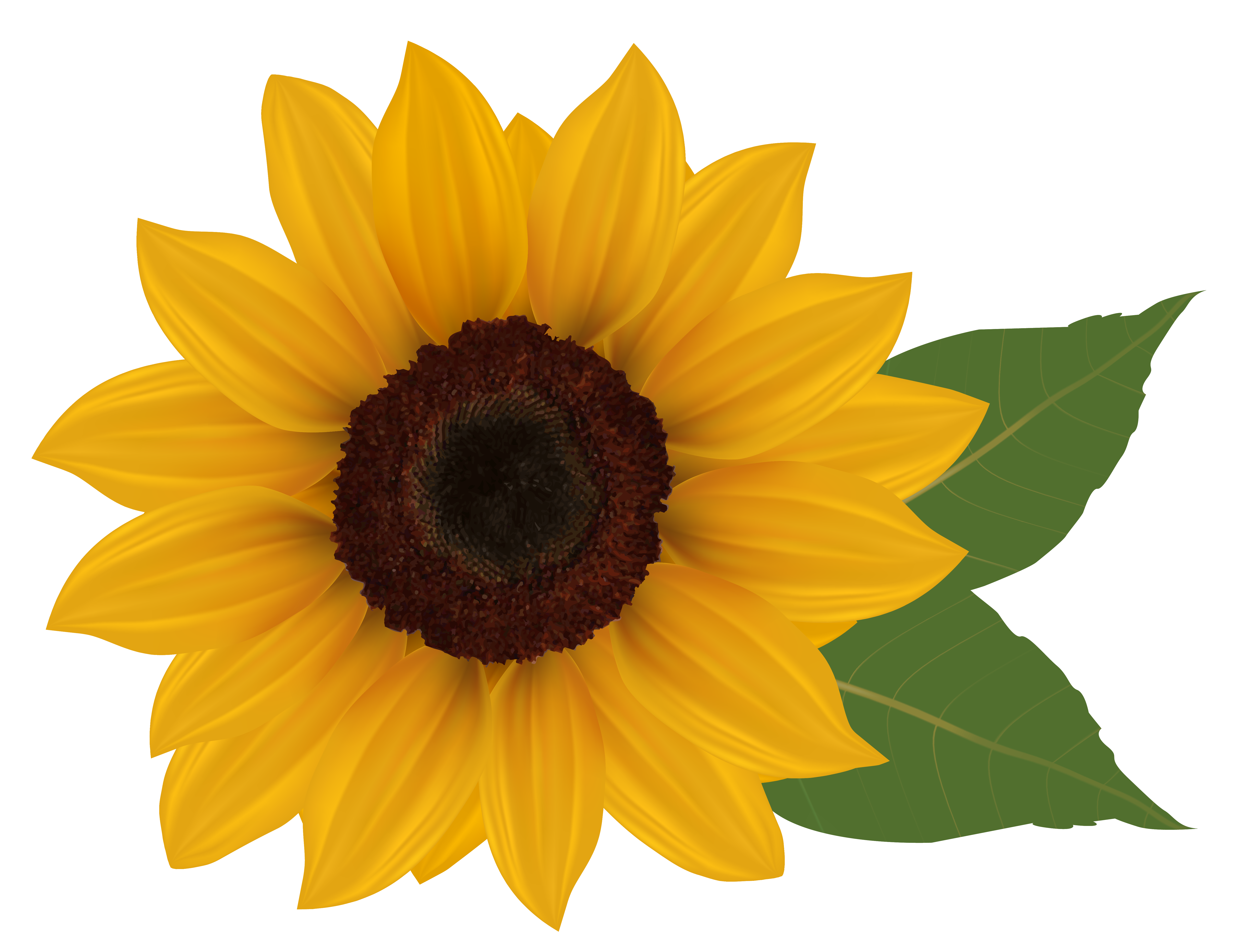 Sunflower PNG Clipart Picture | Gallery Yopriceville - High-Quality