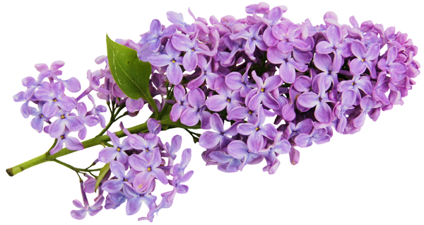 Transparent Lilac Clipart | Gallery Yopriceville - High-Quality Images