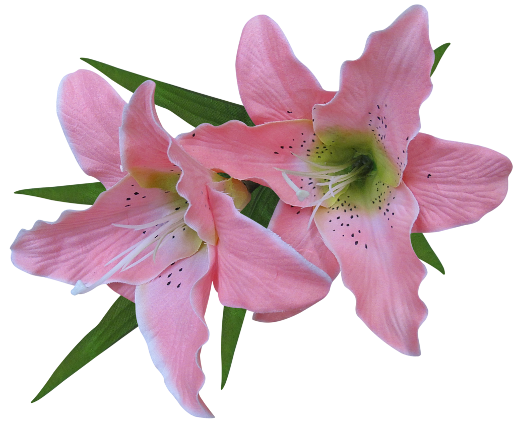 clipart lilies flowers - photo #23
