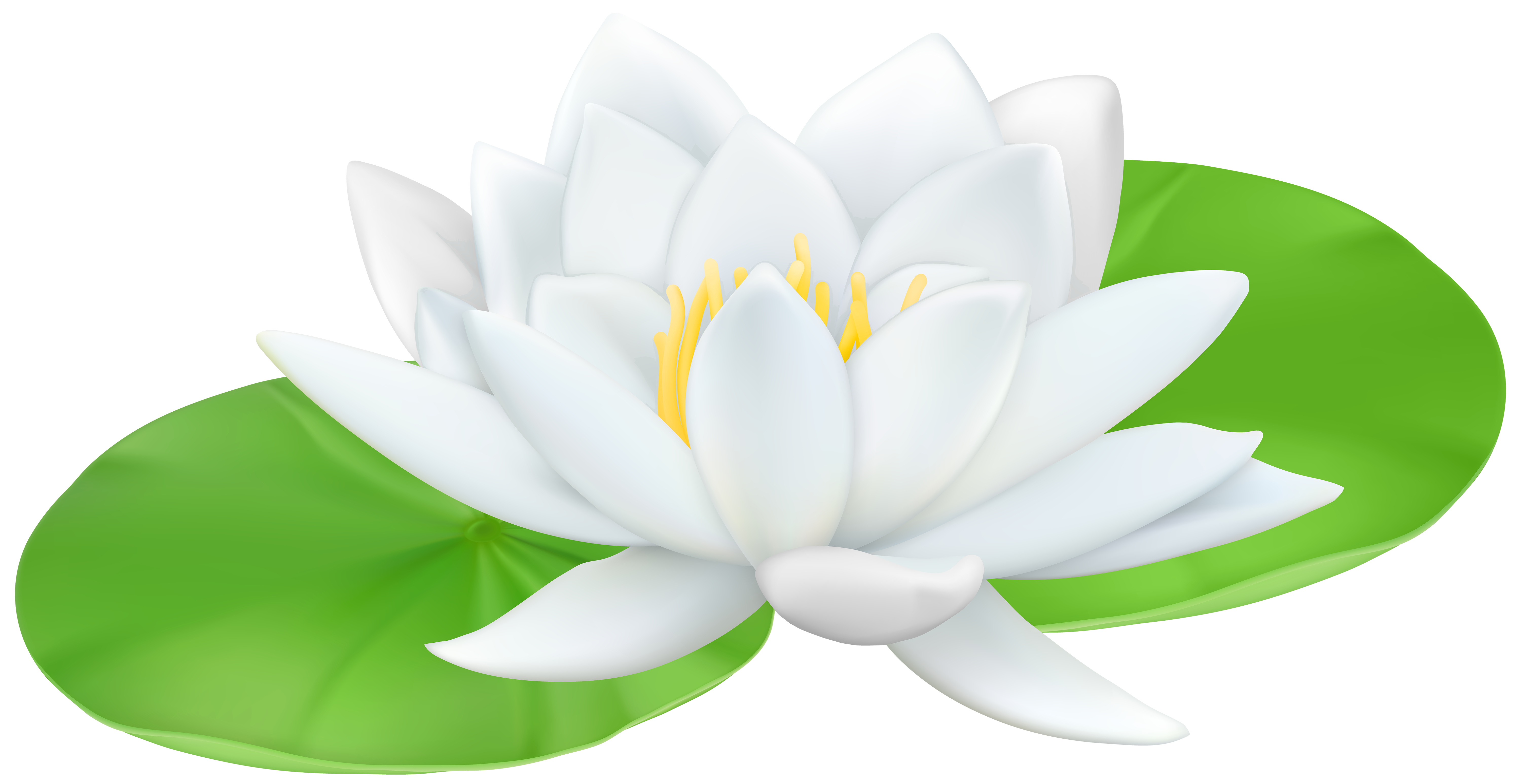 Water Lily Transparent PNG Clip Art Image | Gallery Yopriceville - High