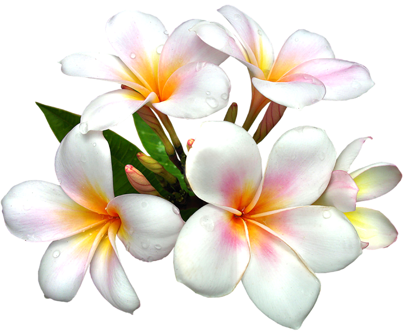 free white flower clip art - photo #50