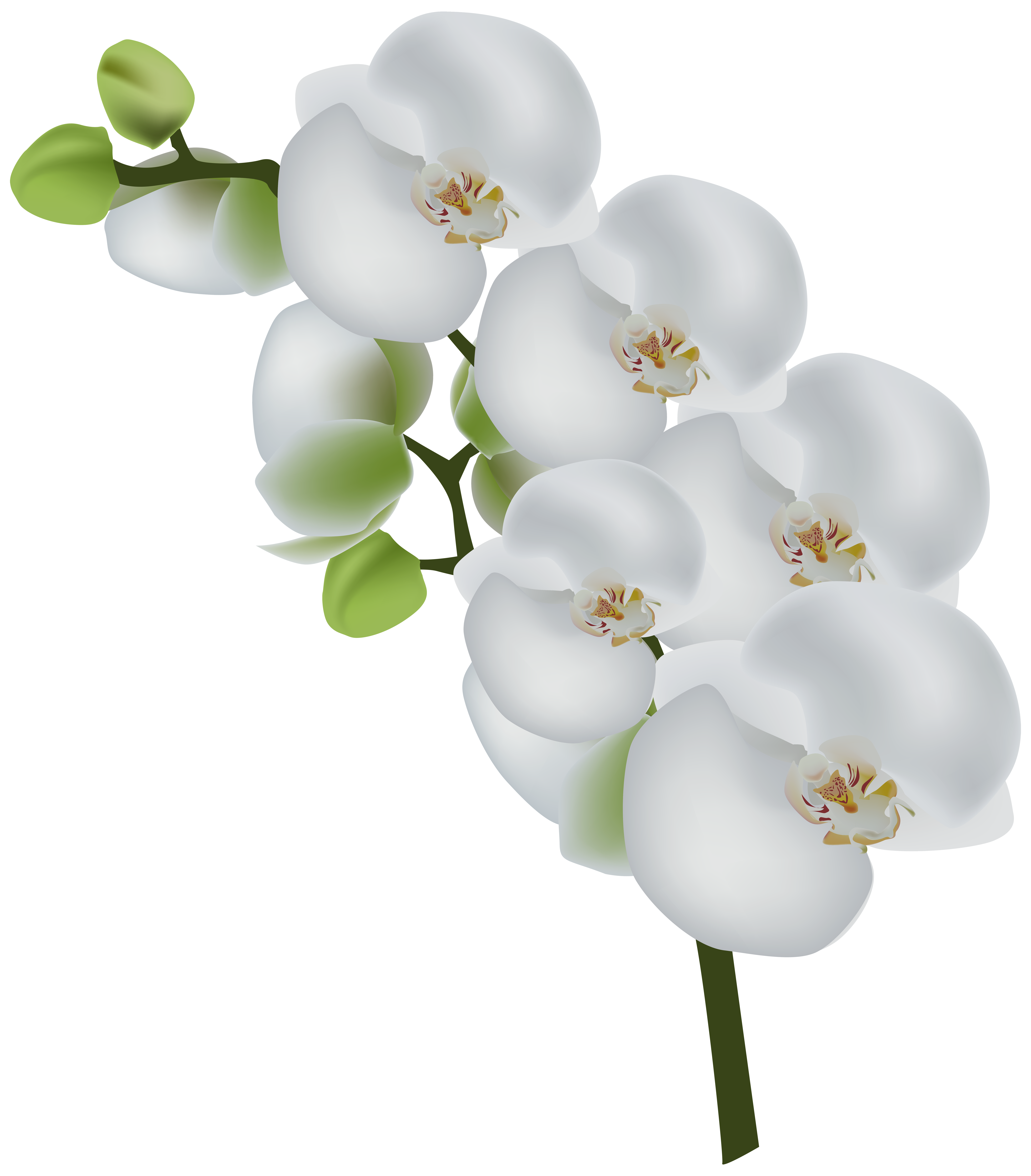clipart orchid flower - photo #34