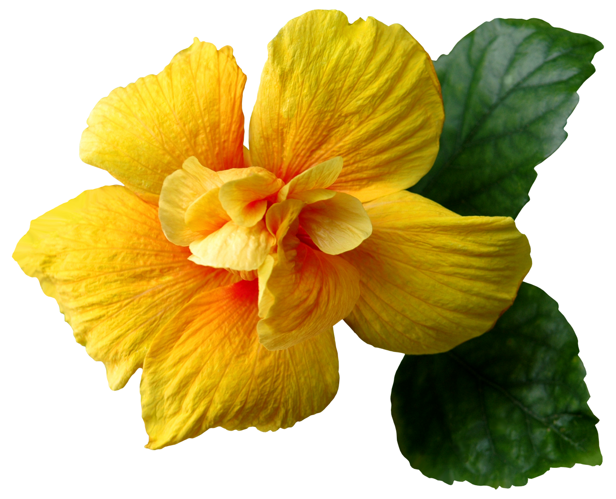 Yellow Flower PNG Clip-Art Image | Gallery Yopriceville - High-Quality