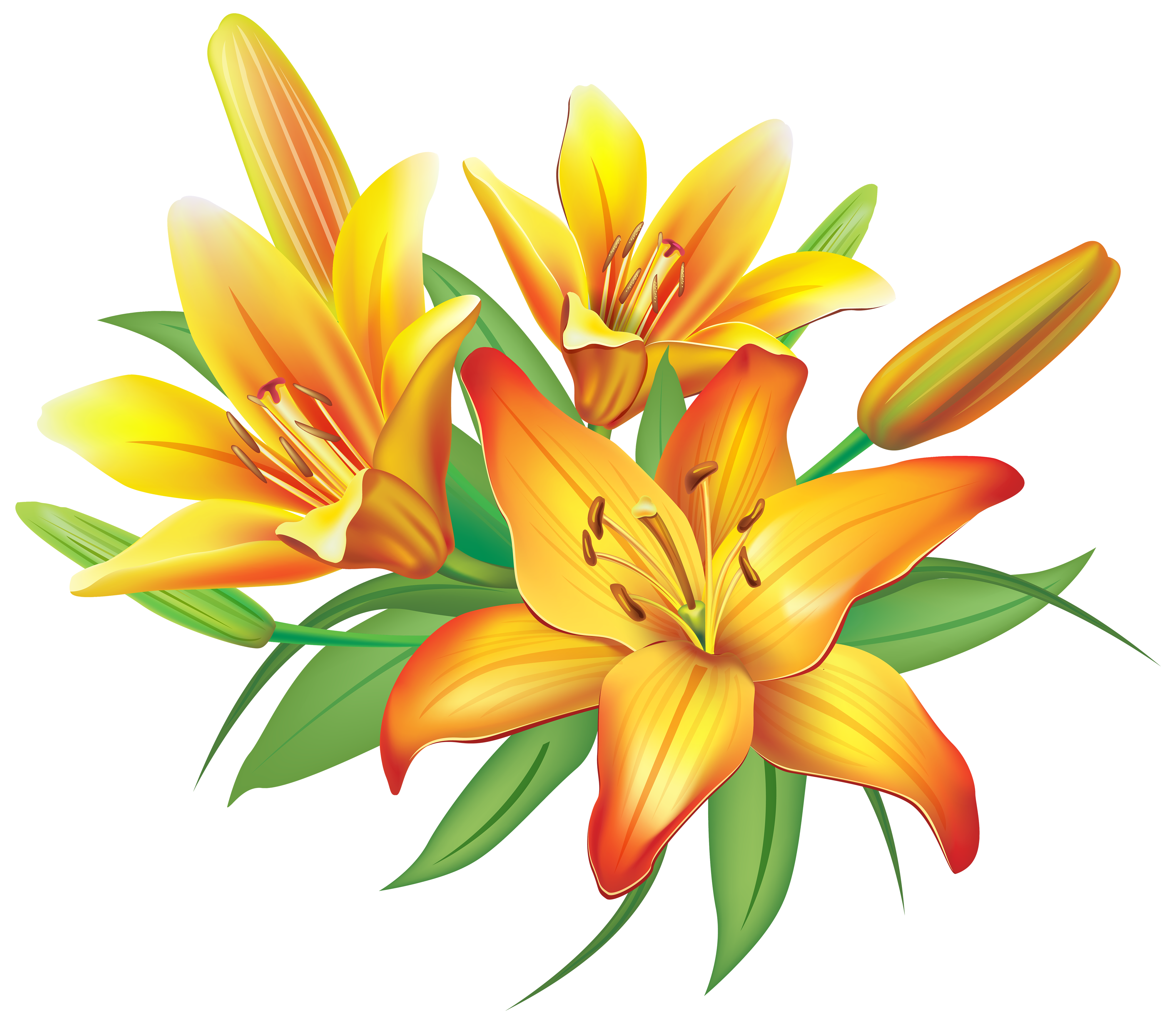 lily flower clipart - photo #20