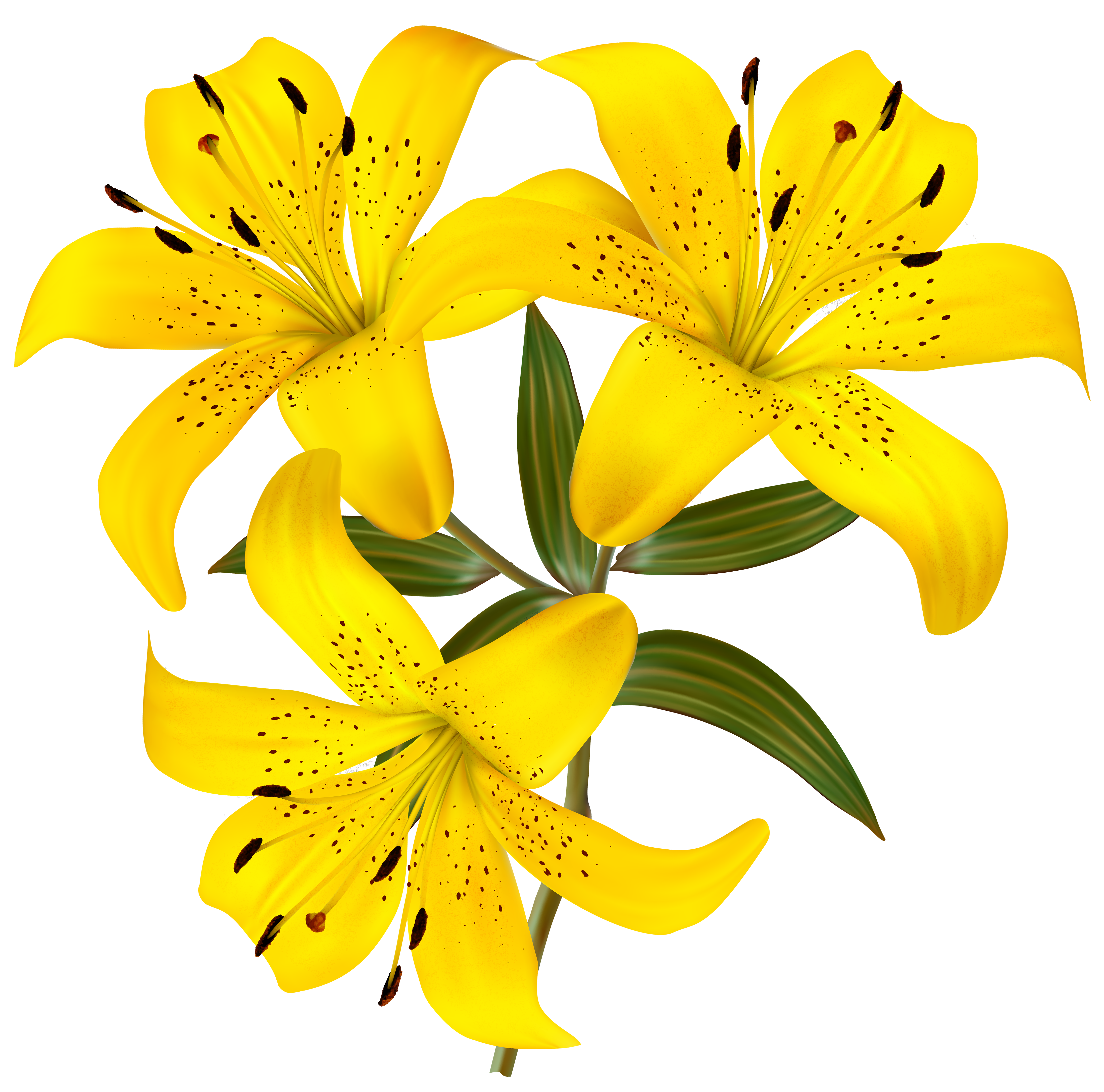 clipart lilies flowers - photo #30
