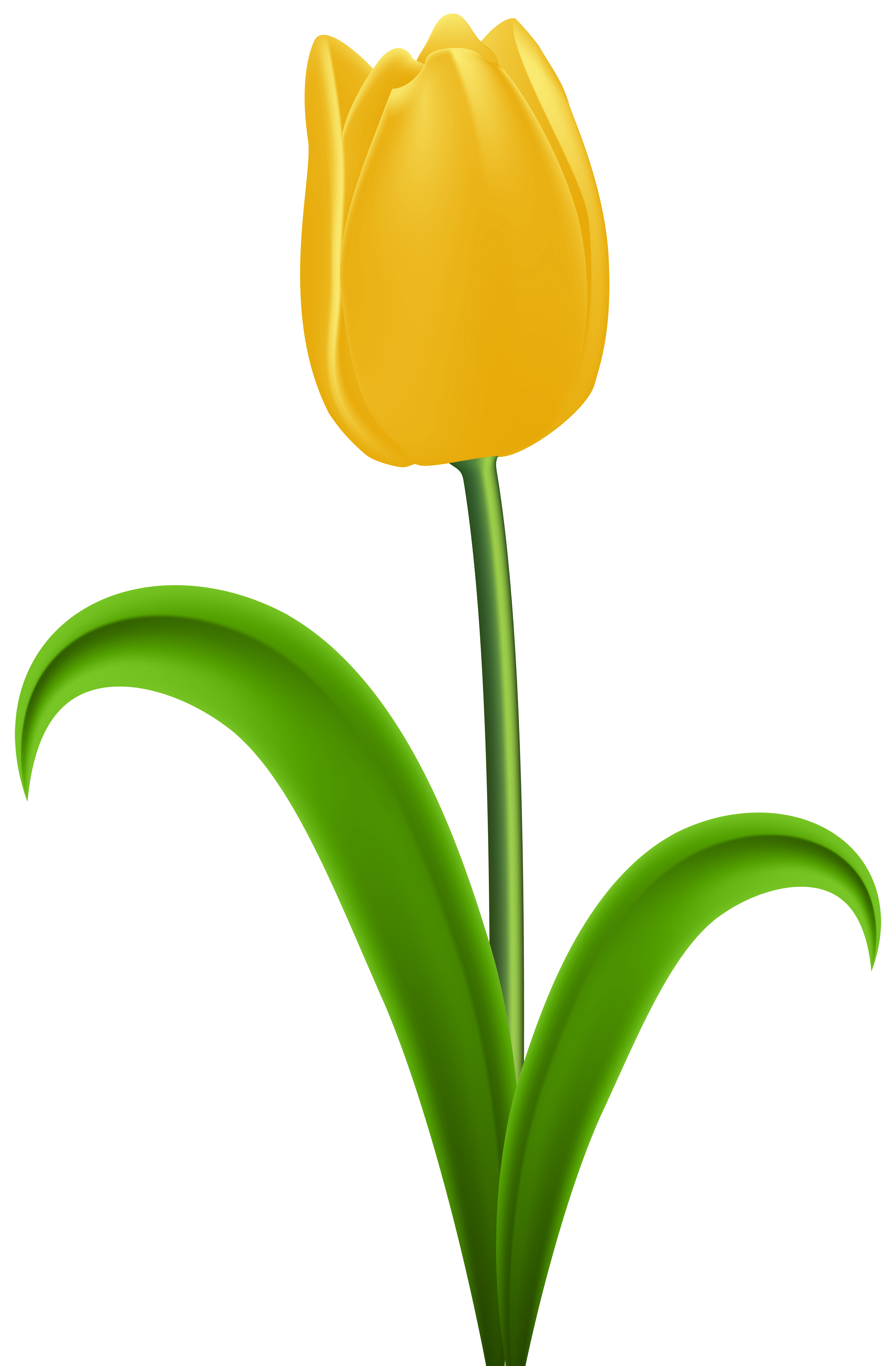 yellow tulip clipart - photo #38