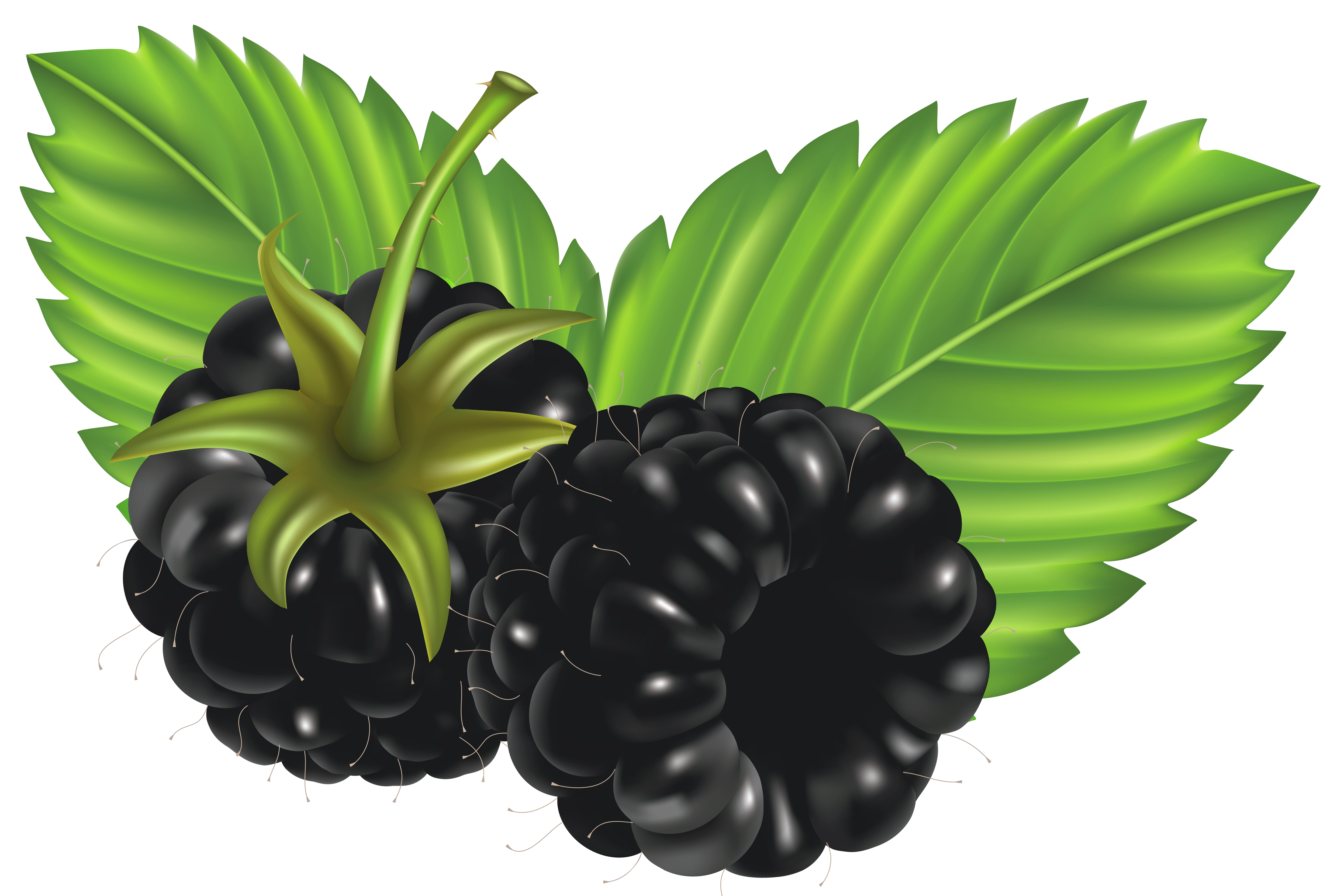 download clipart for blackberry - photo #41