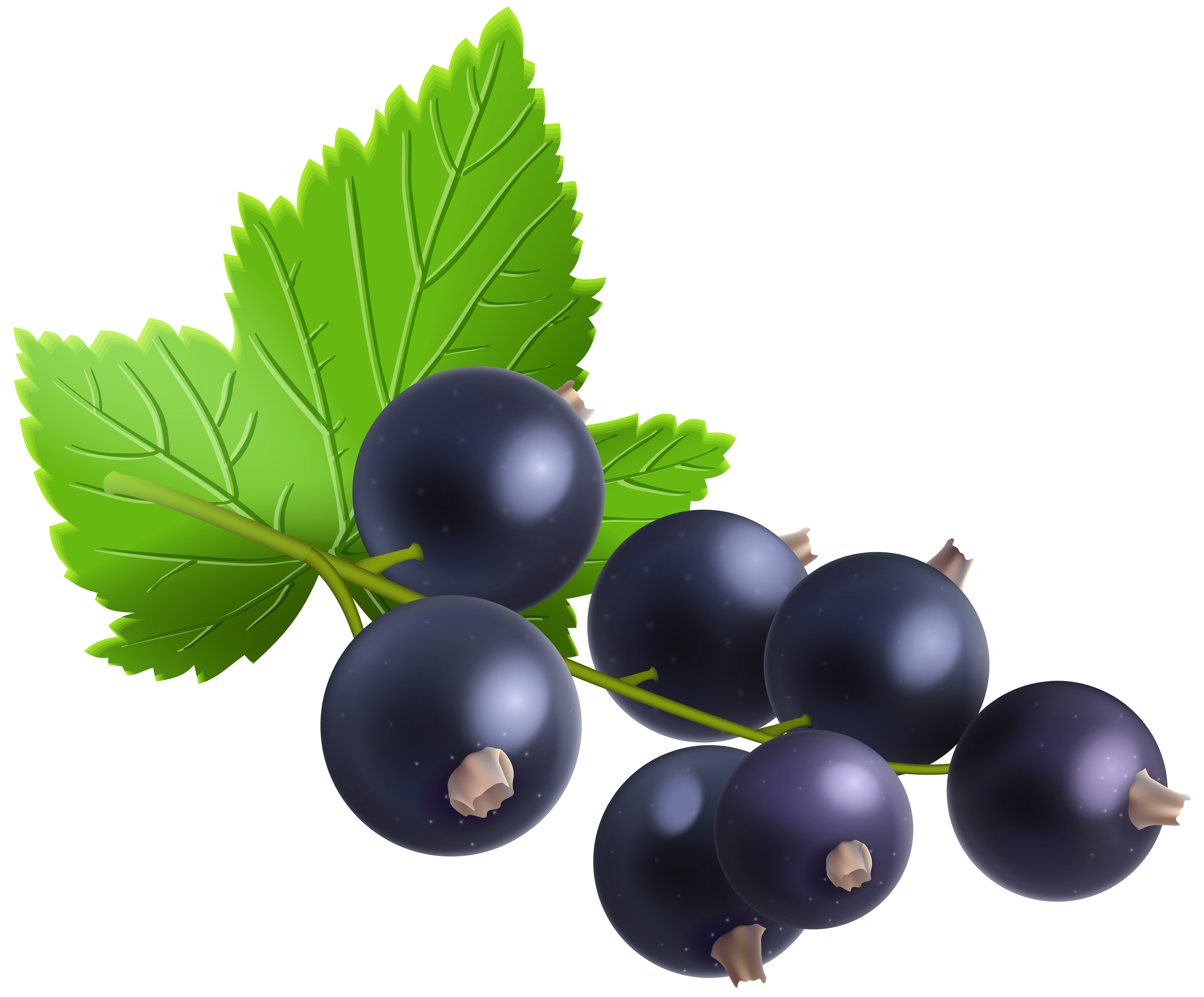 Blackcurrant Transparent PNG Clip Art Image | Gallery Yopriceville
