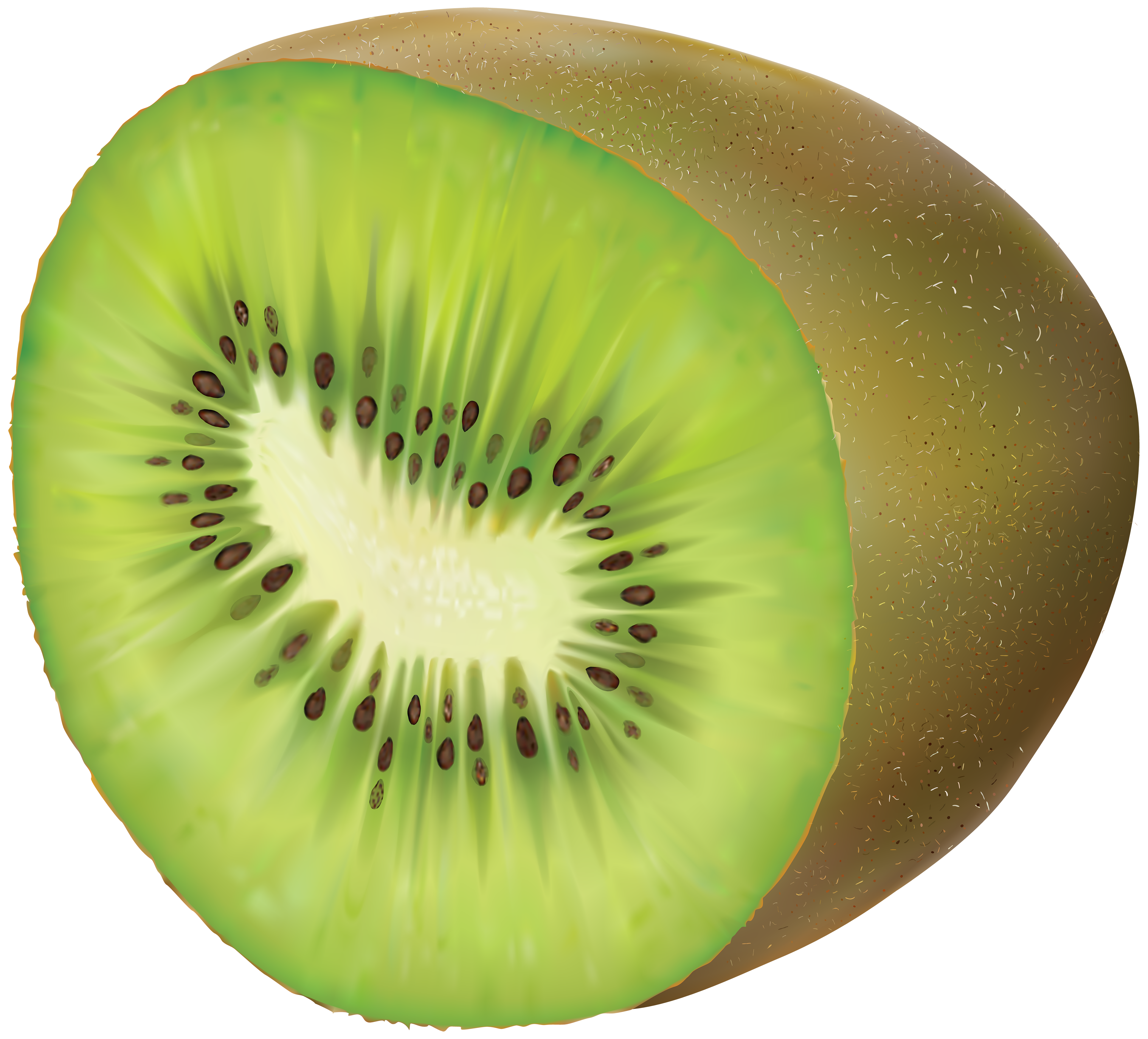free kiwi fruit clipart - photo #34