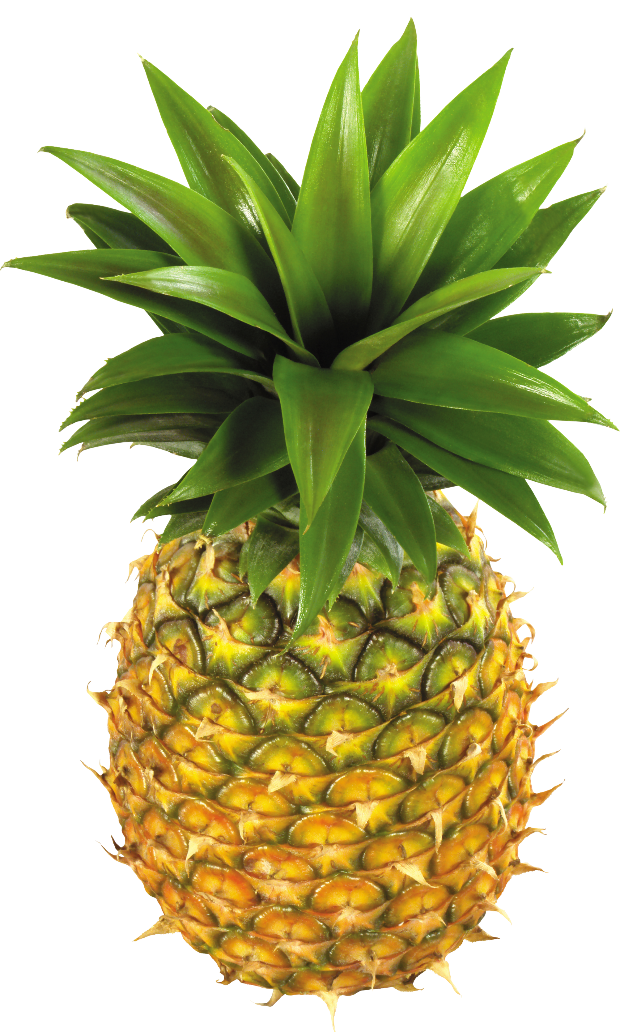 clipart images pineapples - photo #37