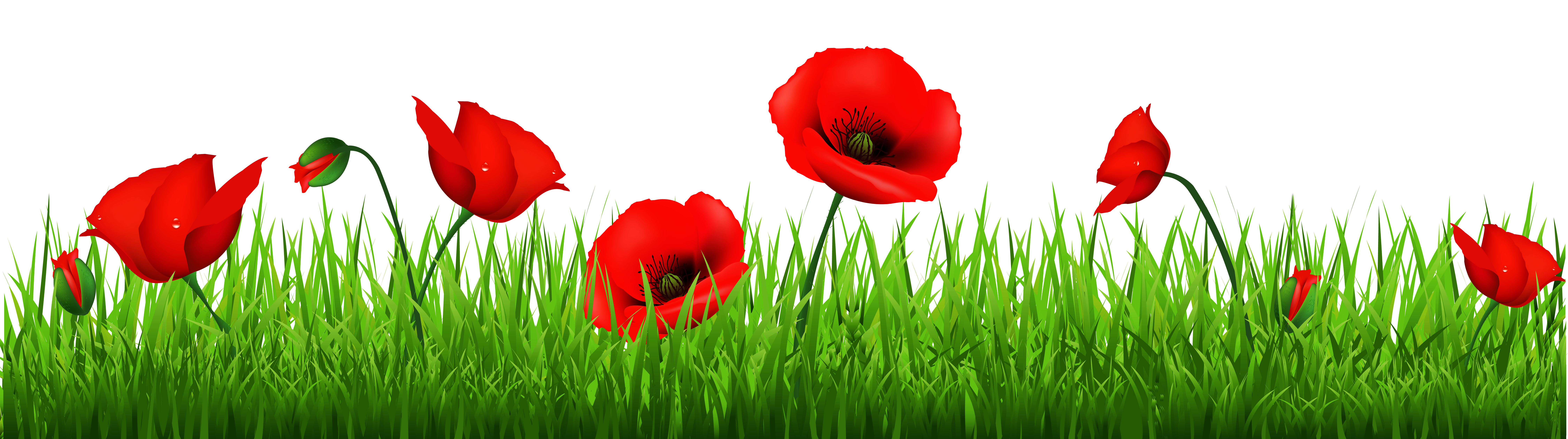 free clipart images poppies - photo #9