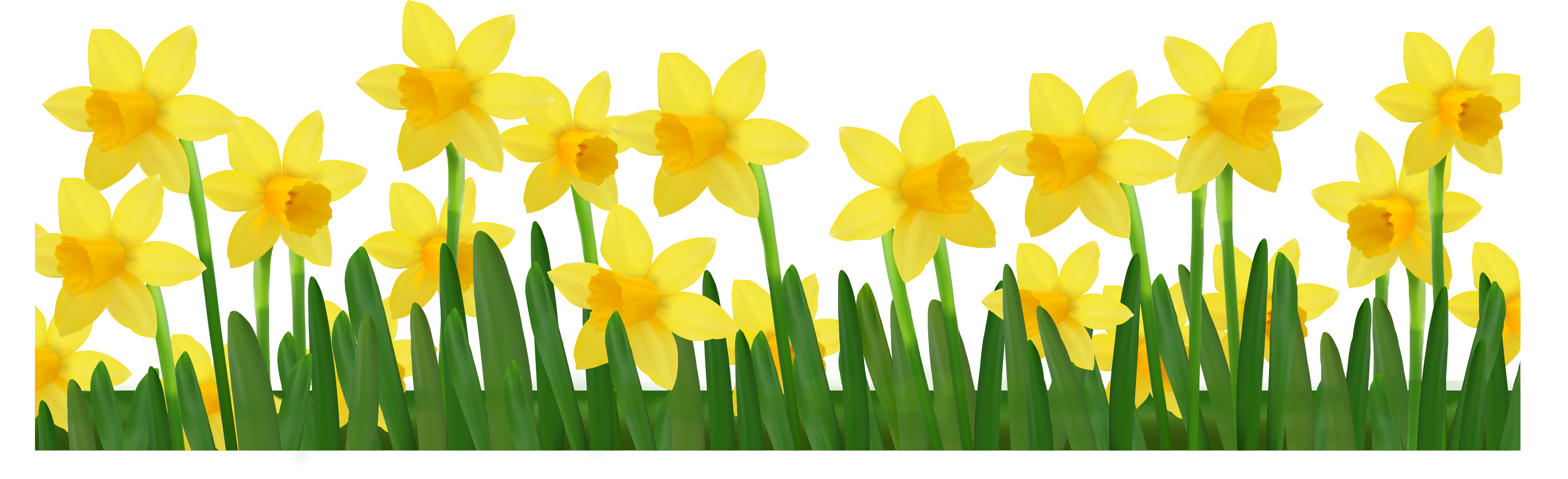 clipart daffodils images - photo #42