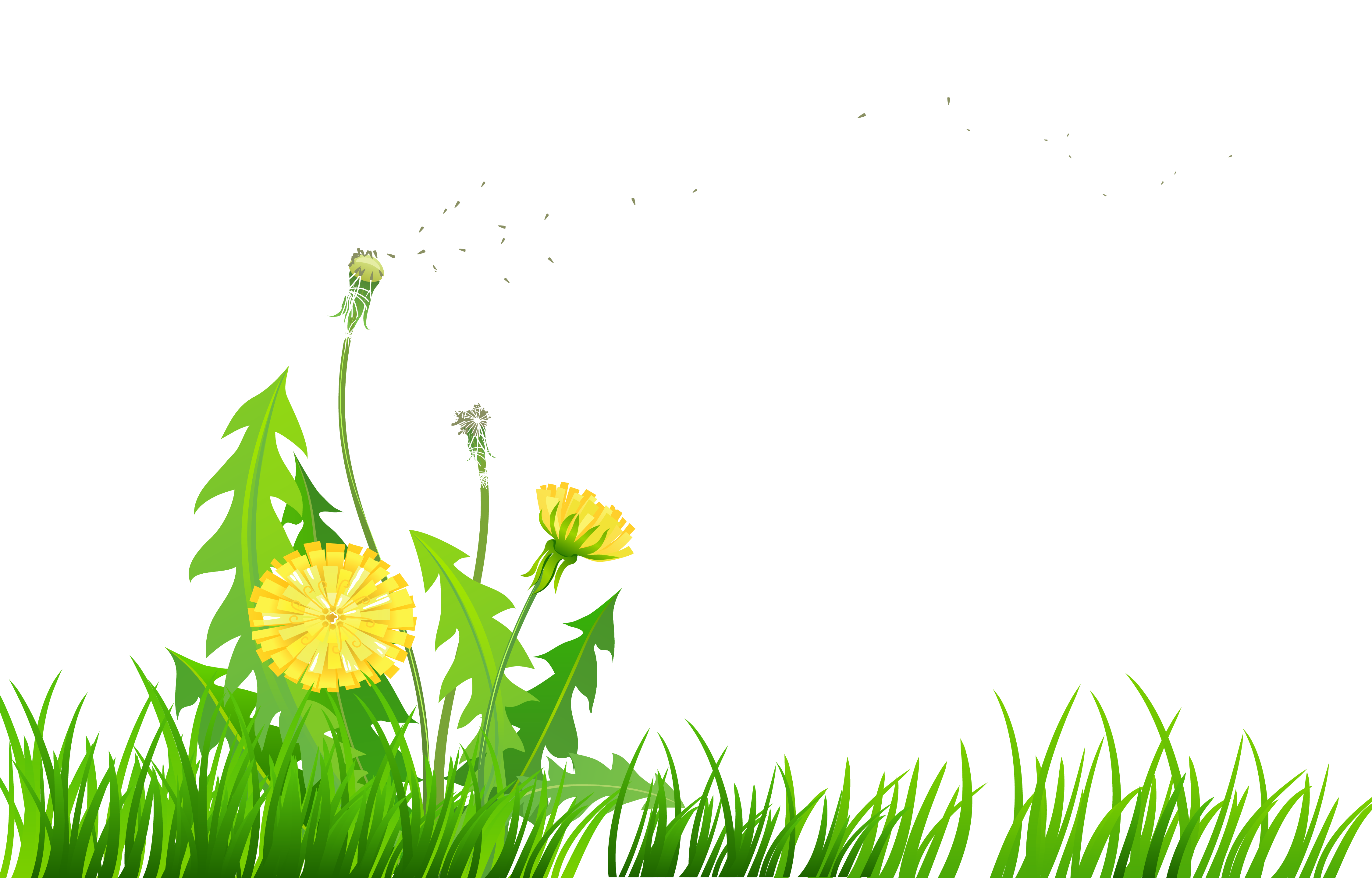 dandelion picture frame impremedia net dandelion picture frame impremedia net