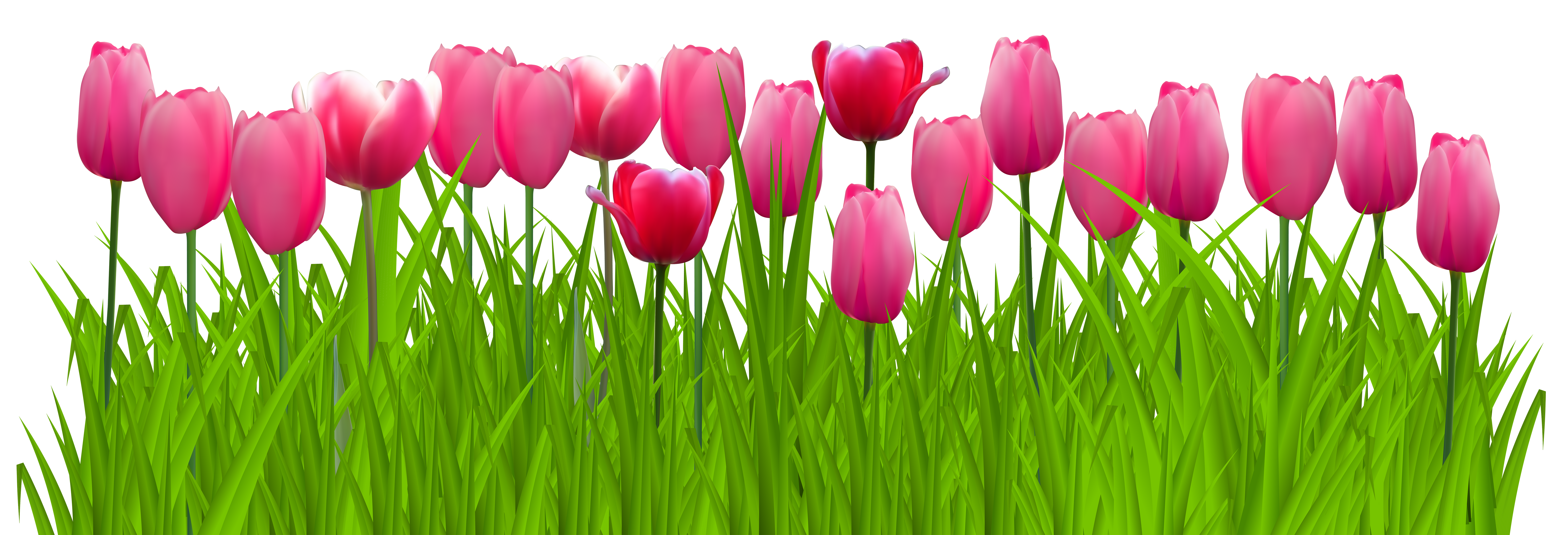 Pink Tulip Clip Art – Cliparts