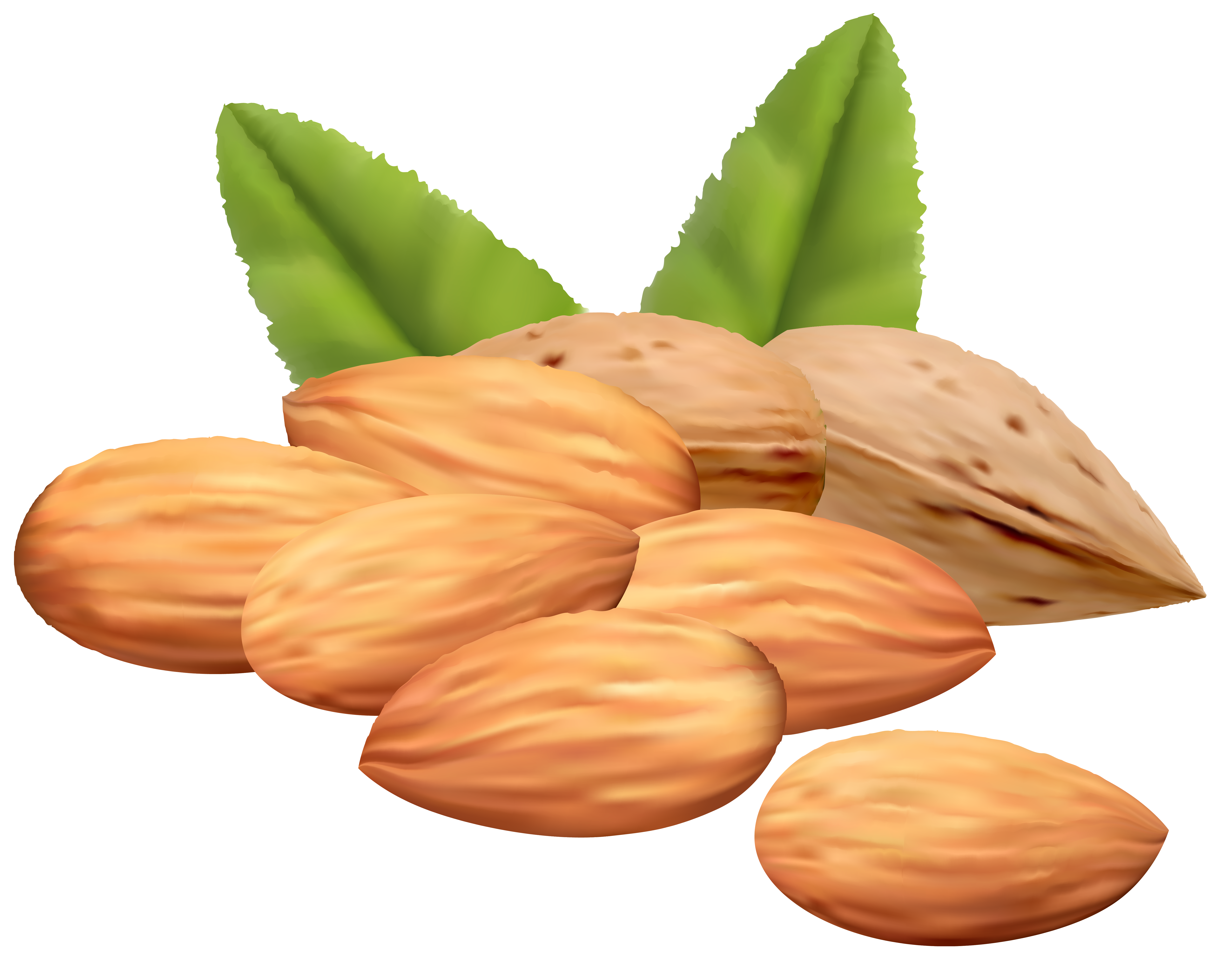 clipart pictures of nuts - photo #5