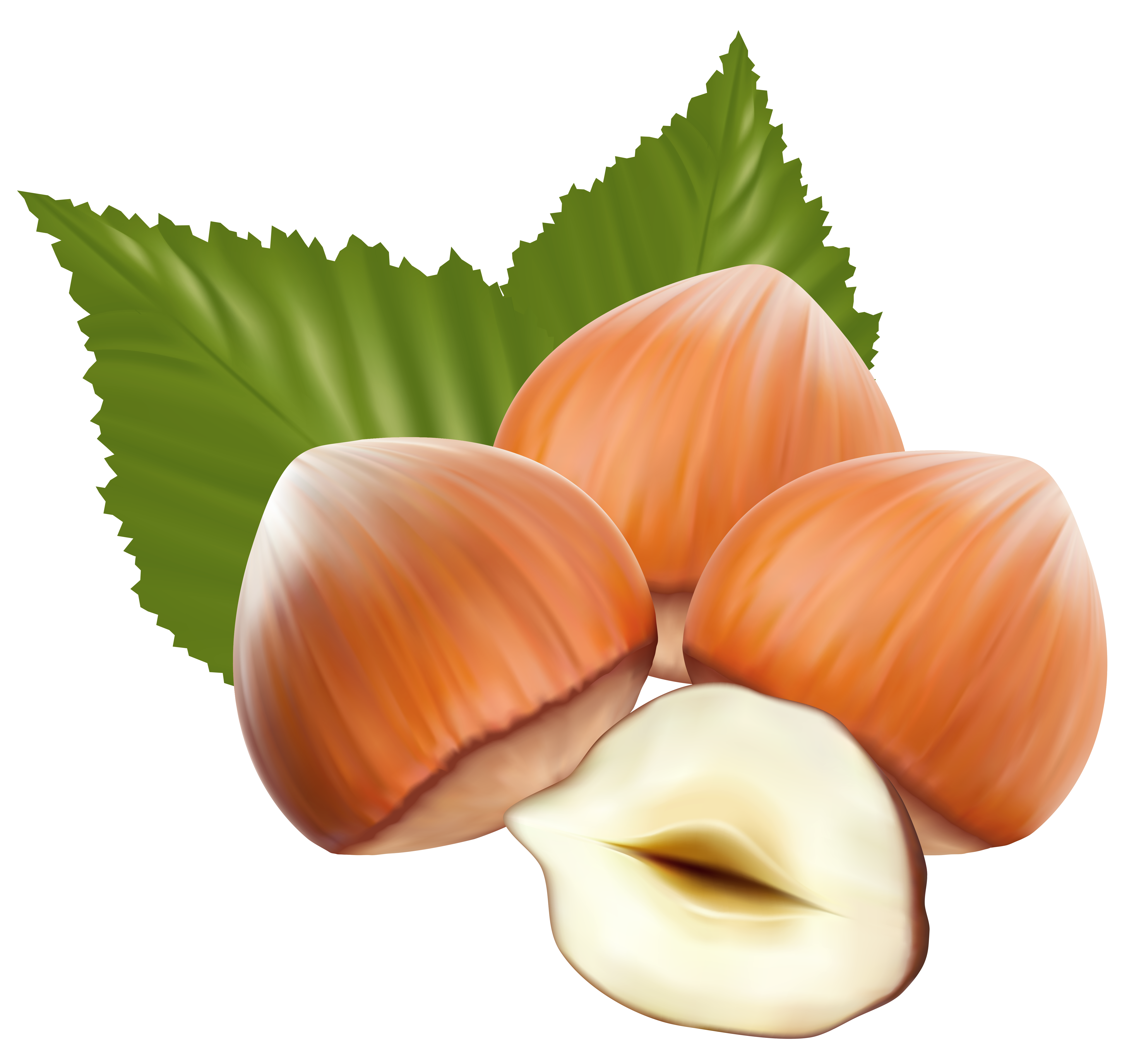 clipart of tree nuts - photo #21