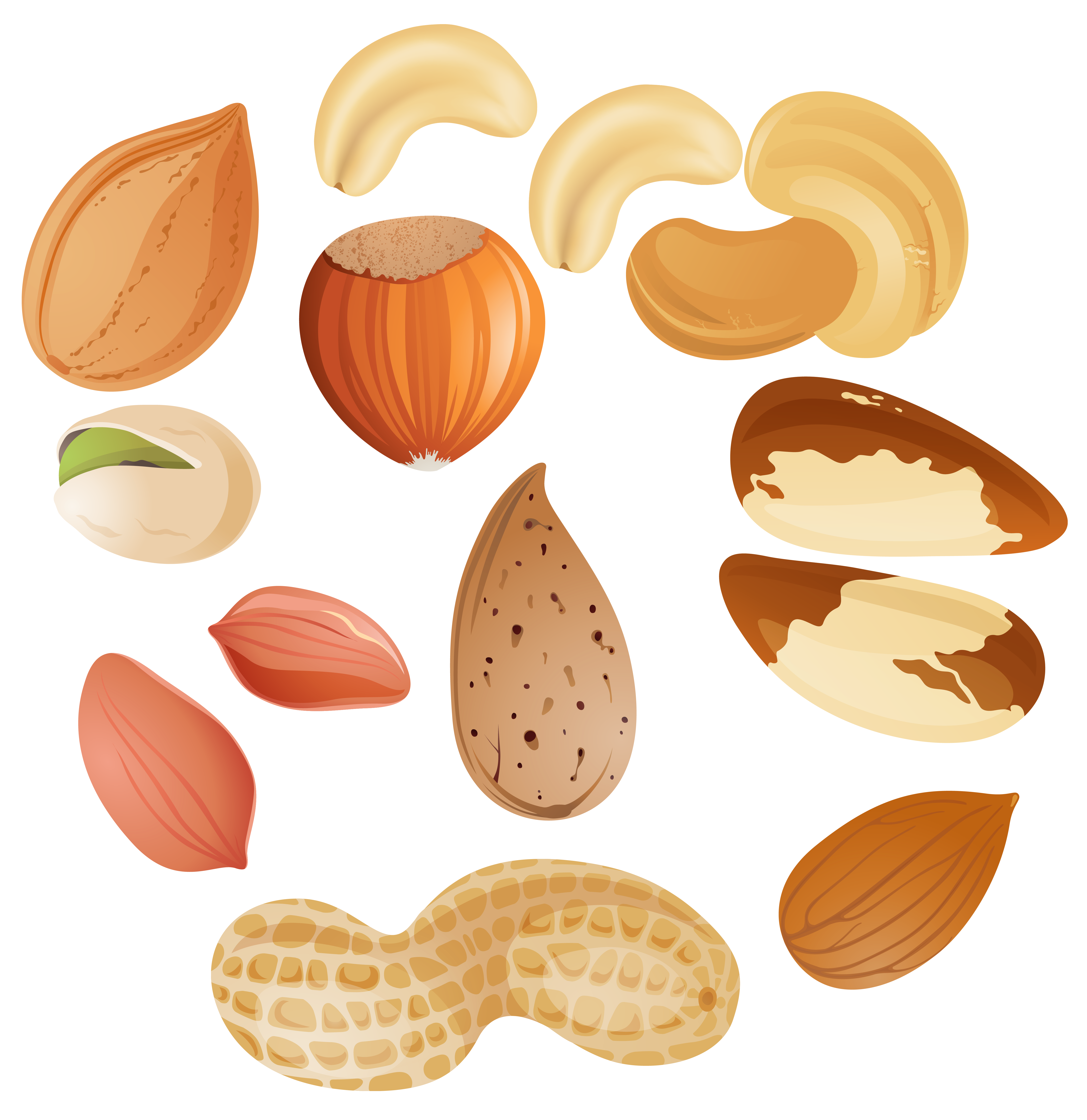 clipart pictures of nuts - photo #2