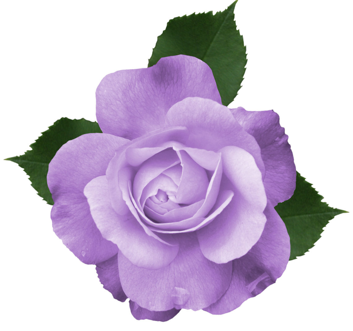 free clip art purple roses - photo #39