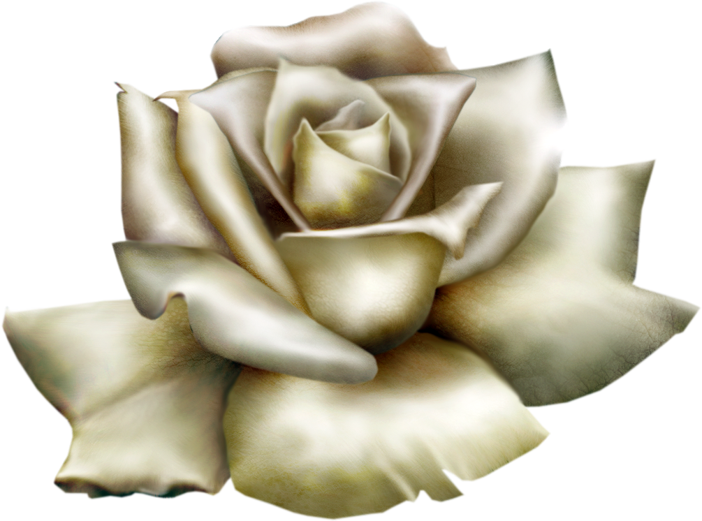 white roses clipart - photo #29