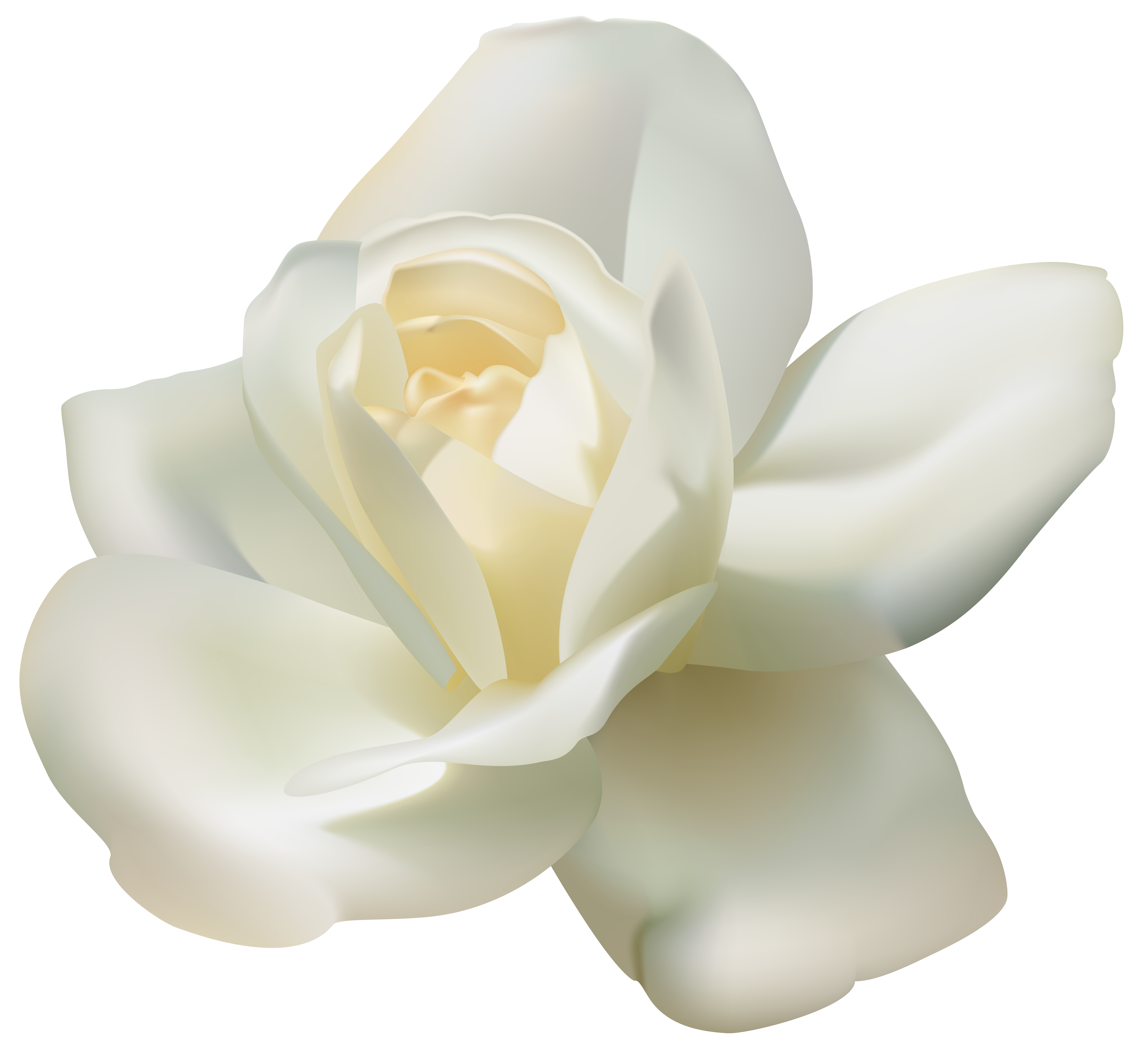 free clipart white roses - photo #6