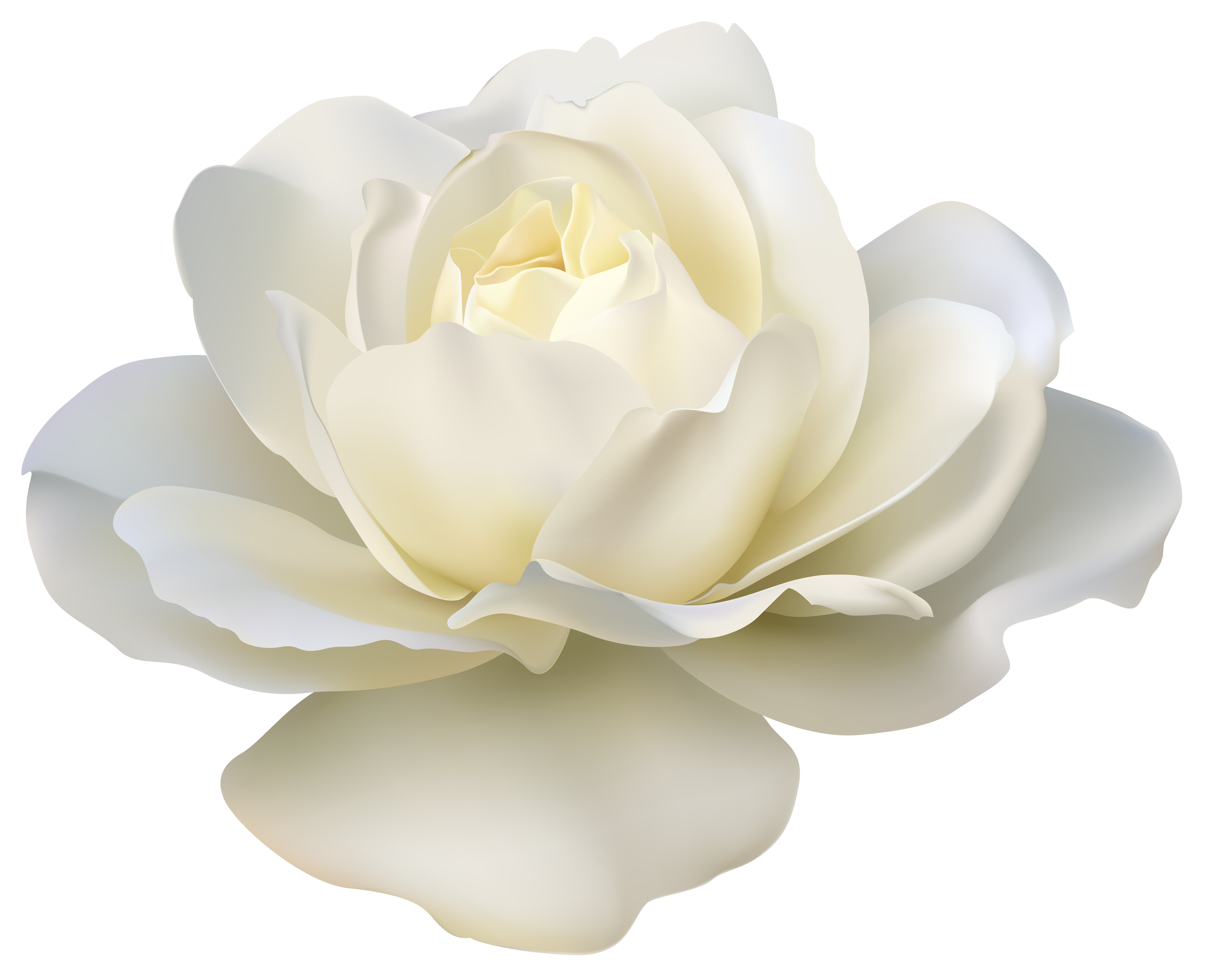 white roses clipart - photo #25