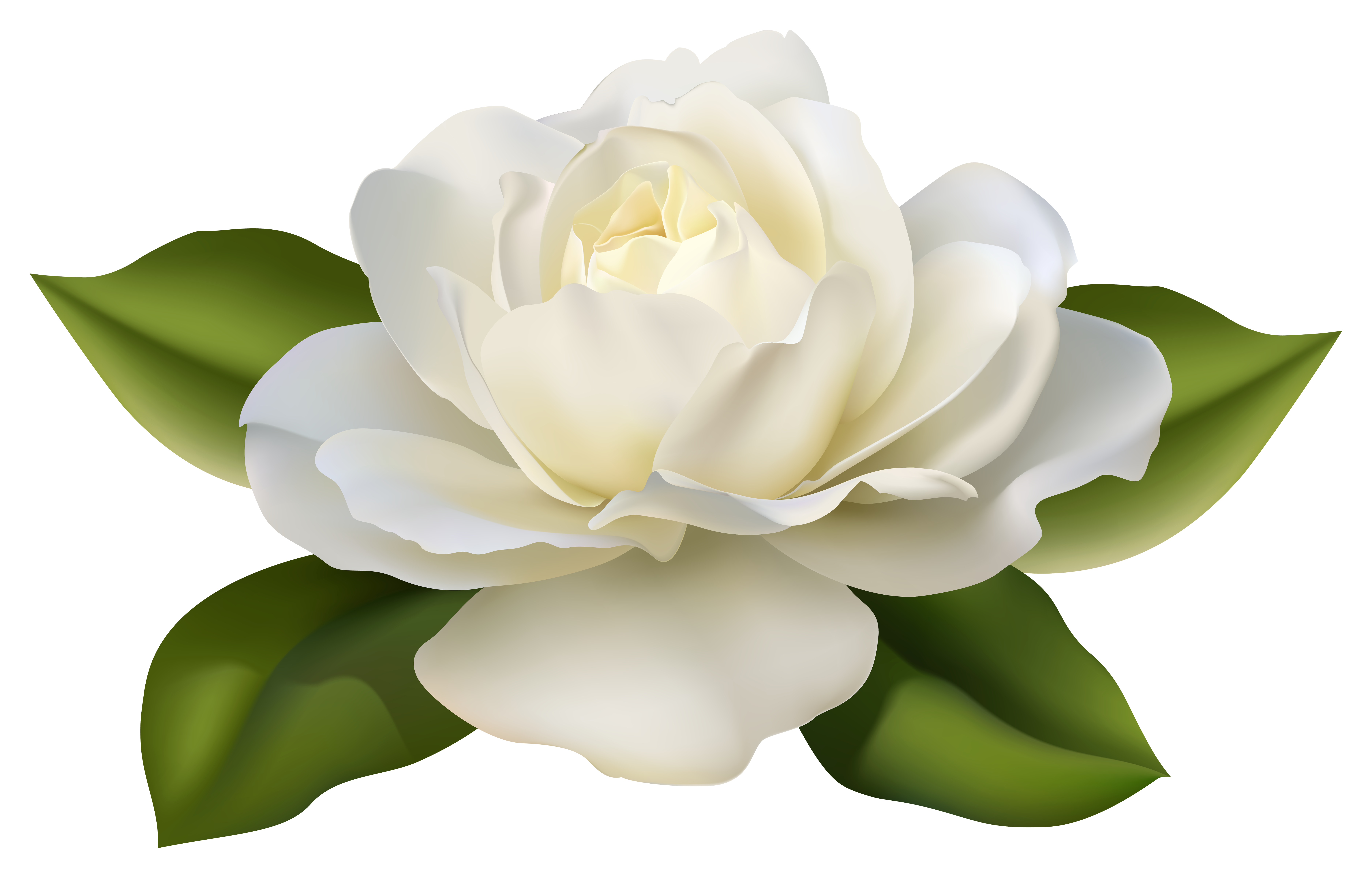 free clipart white roses - photo #41