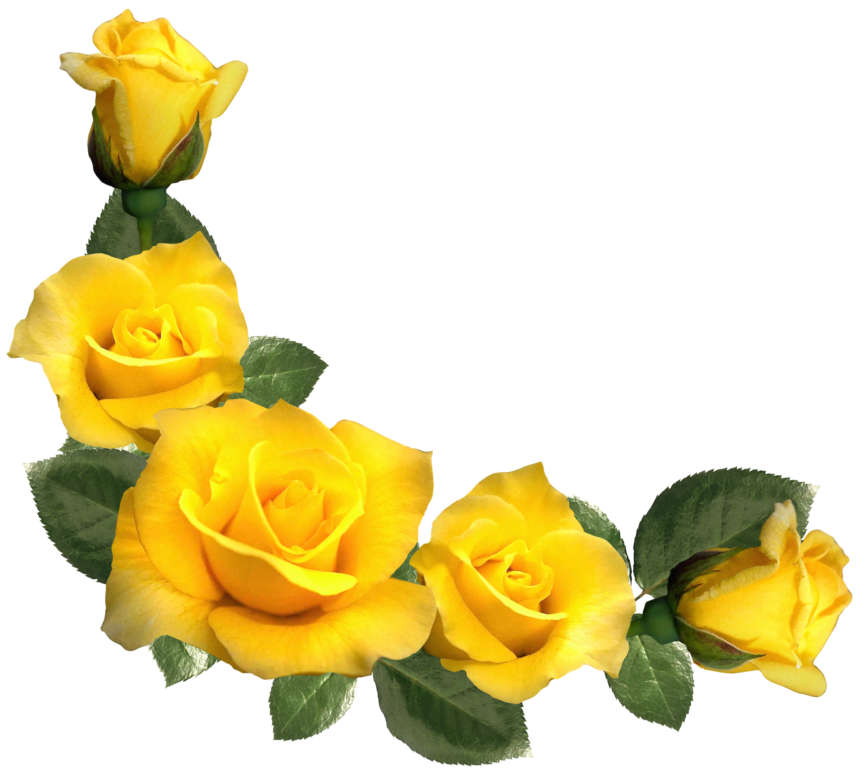 clipart of yellow roses - photo #23