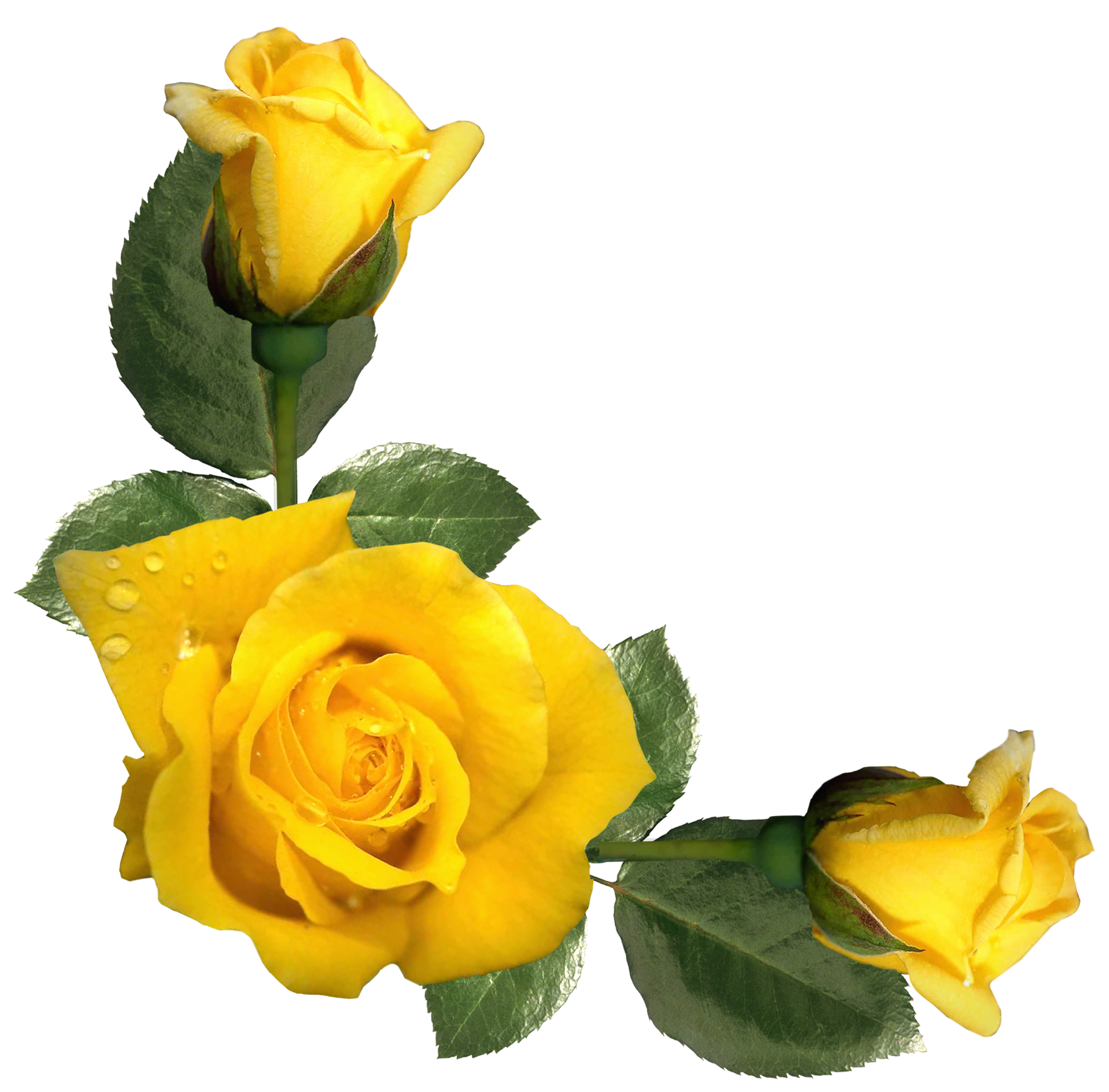 clipart of yellow roses - photo #39