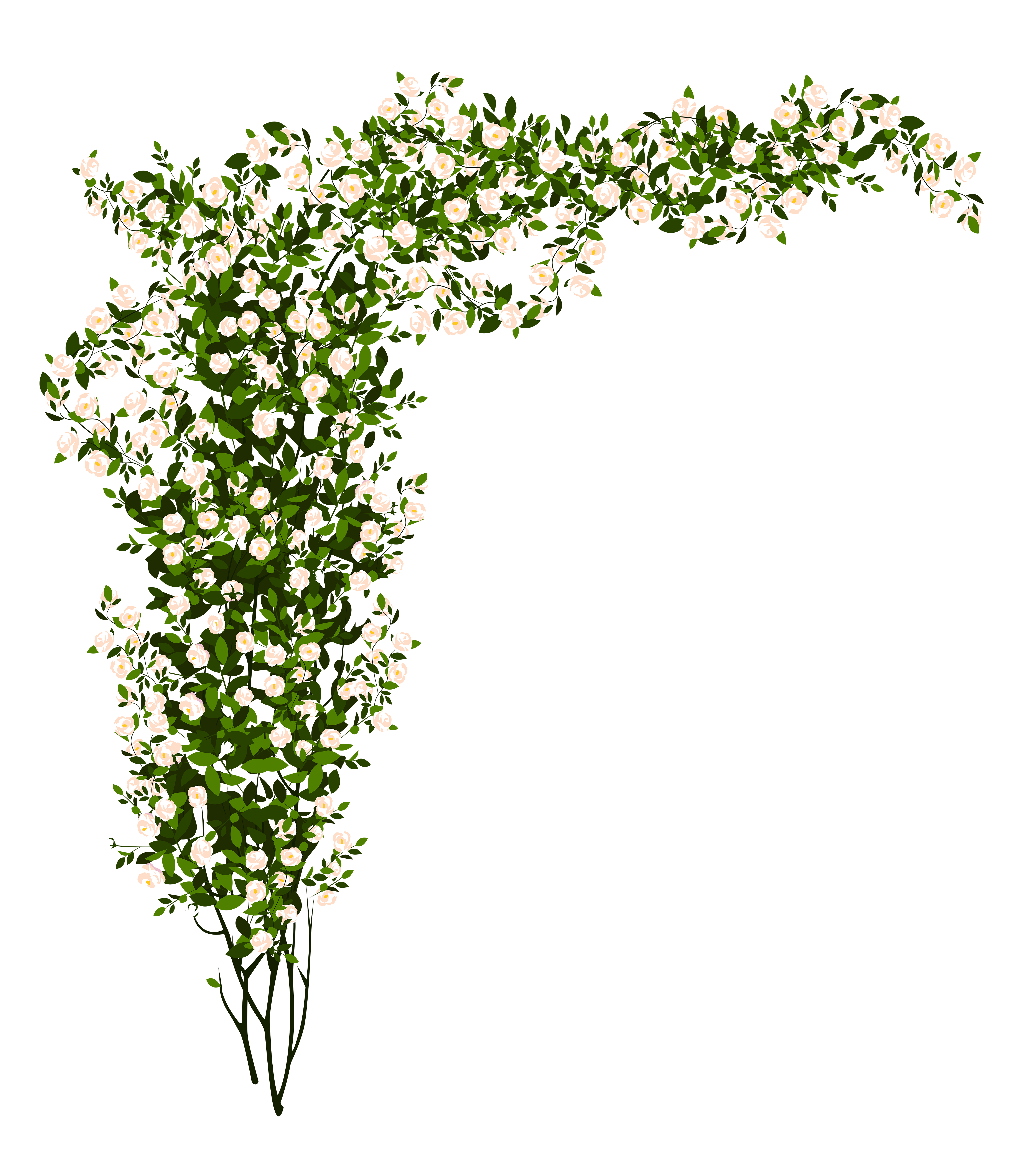 rose plant png rose plant png