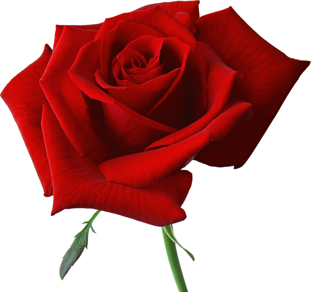 clipart images of red roses - photo #13