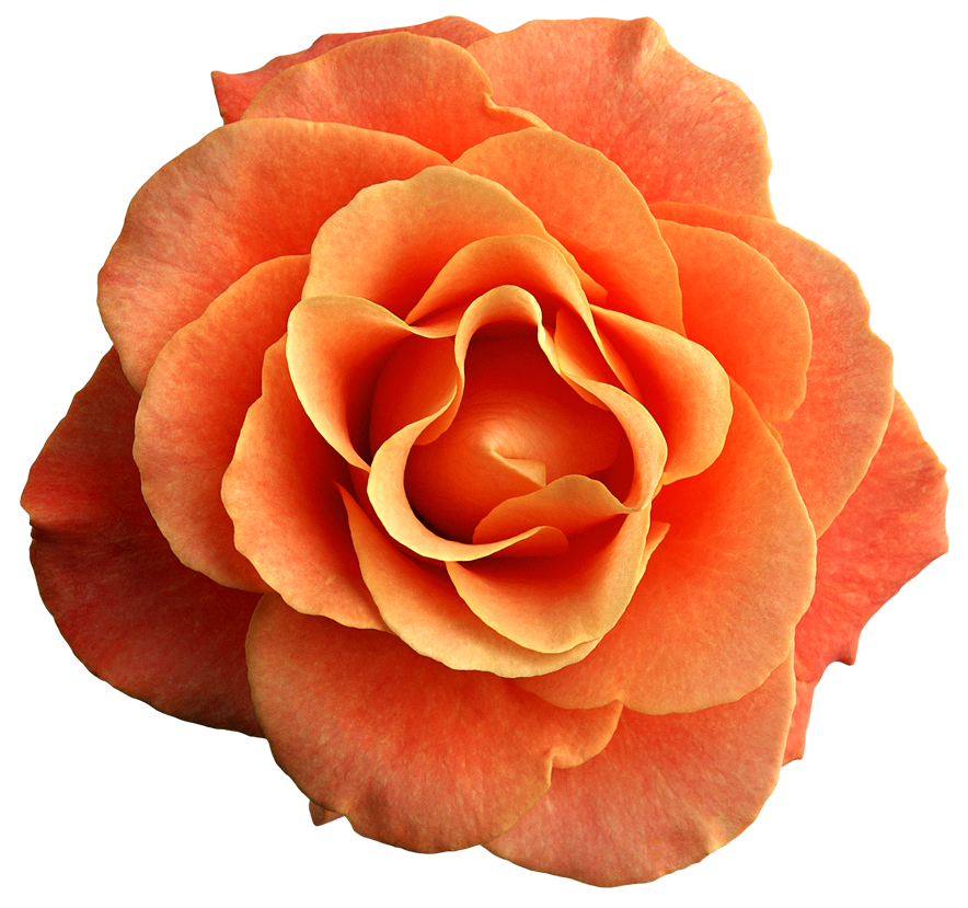 Image result for orange rose transparent