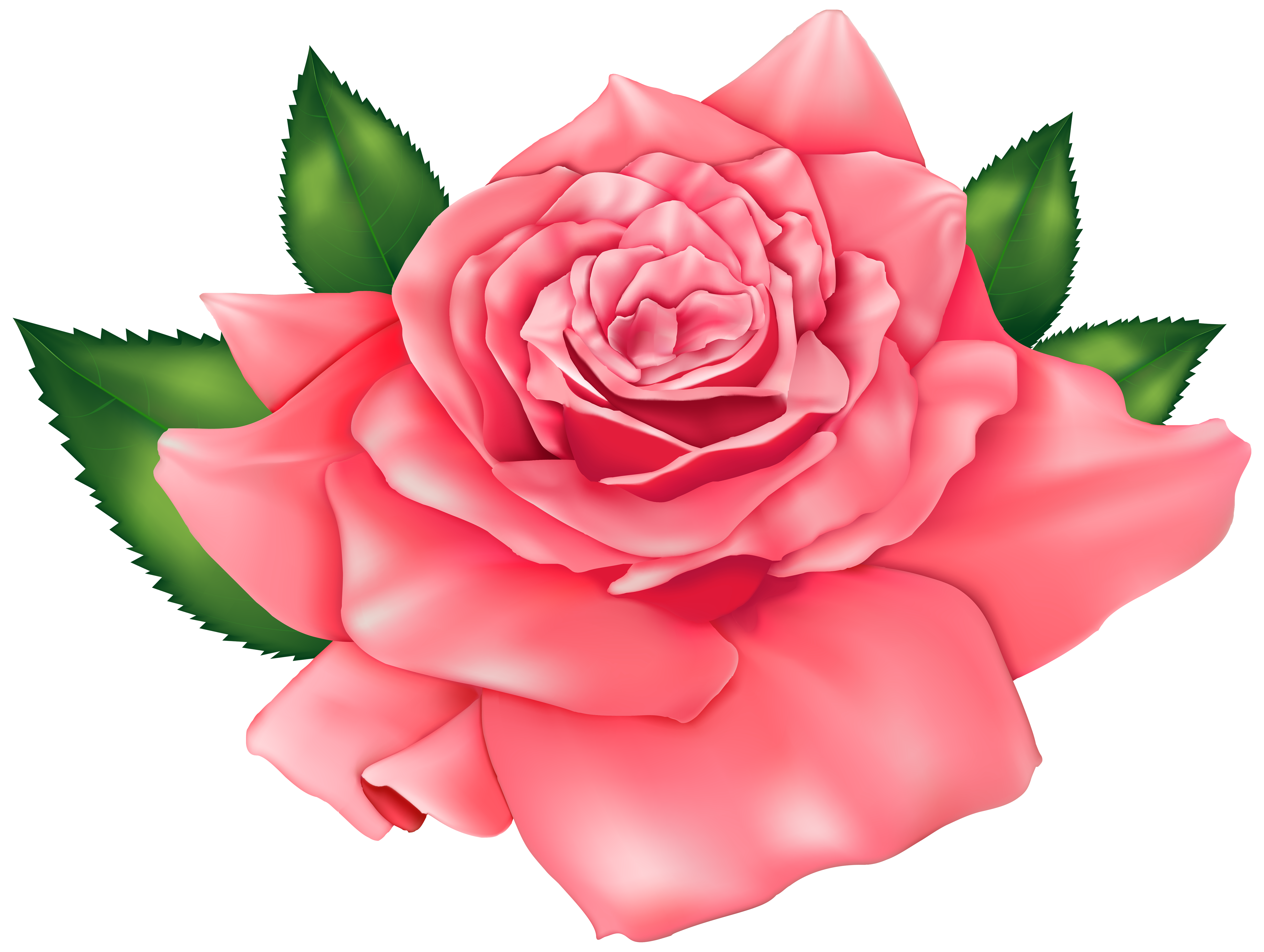 rose clip art download - photo #50