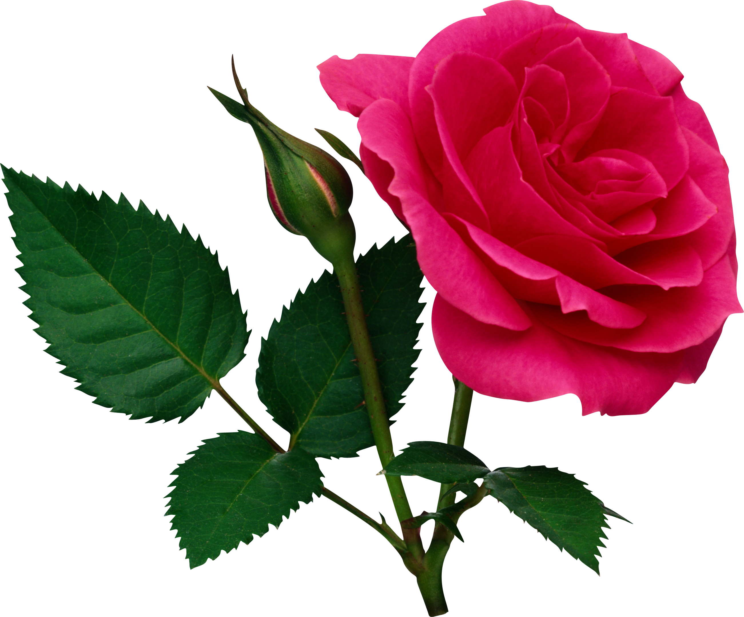 rose bud senior personals Rose bud's best free dating site 100% free online dating for rose bud singles at mingle2com our free personal ads are full of single women and men in rose bud looking for serious relationships, a little online flirtation, or new friends to go out with start meeting singles in rose bud today with our free online personals and free rose. rose bud senior personals Rose bud's best free dating site 100% free online dating for rose bud singles at mingle2com our free personal ads are full of single women and men in rose bud looking for serious relationships, a little online flirtation, or new friends to go out with start meeting singles in rose bud today with our free online personals and free rose.