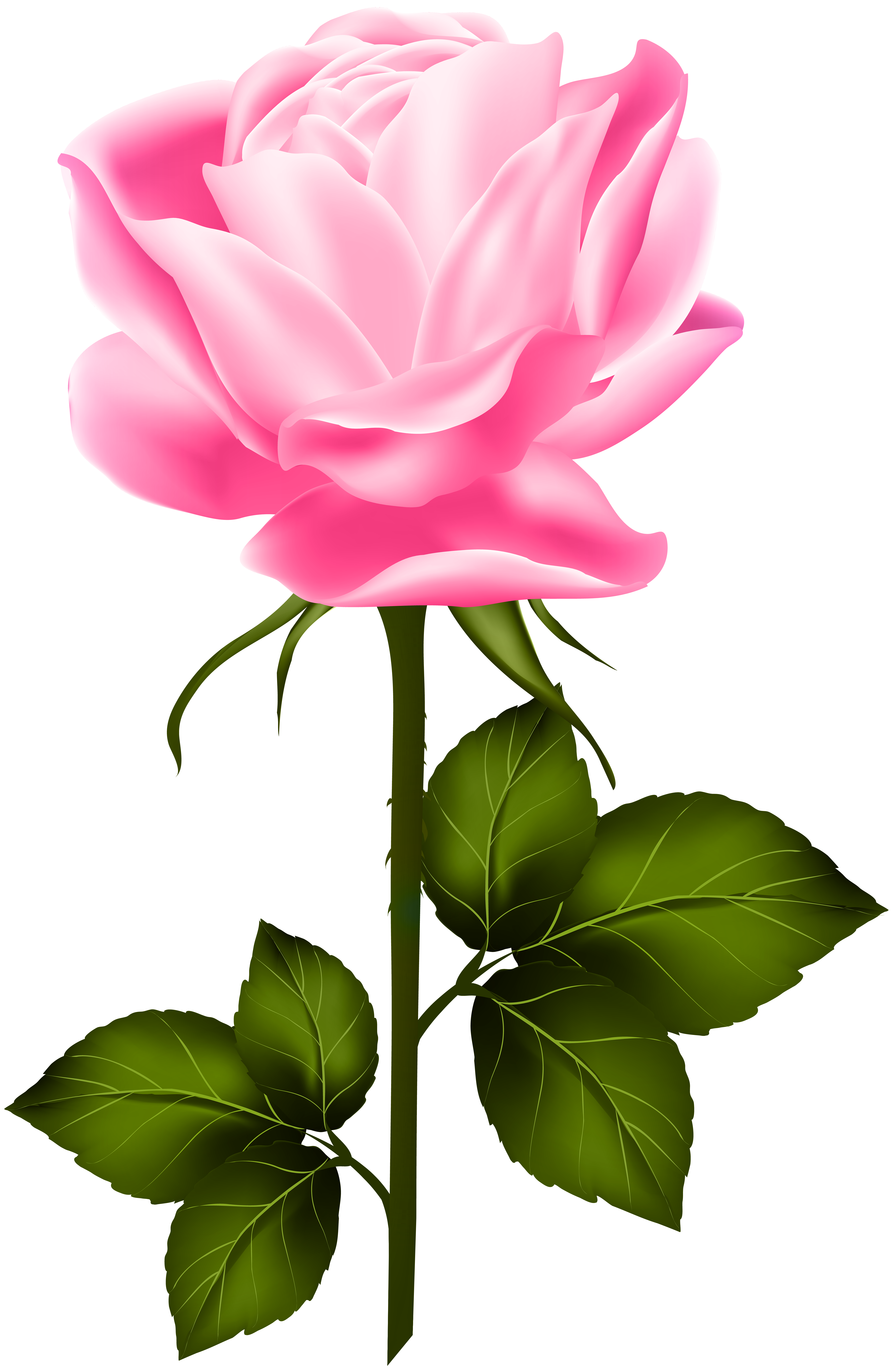 PinkRoseWithStemPngClipArtGalleryYopricevilleHighQualityImagesAndTransparent PinkRoseWithStemPngClipArtGalleryYopricevilleHighQualityImagesAndTransparent