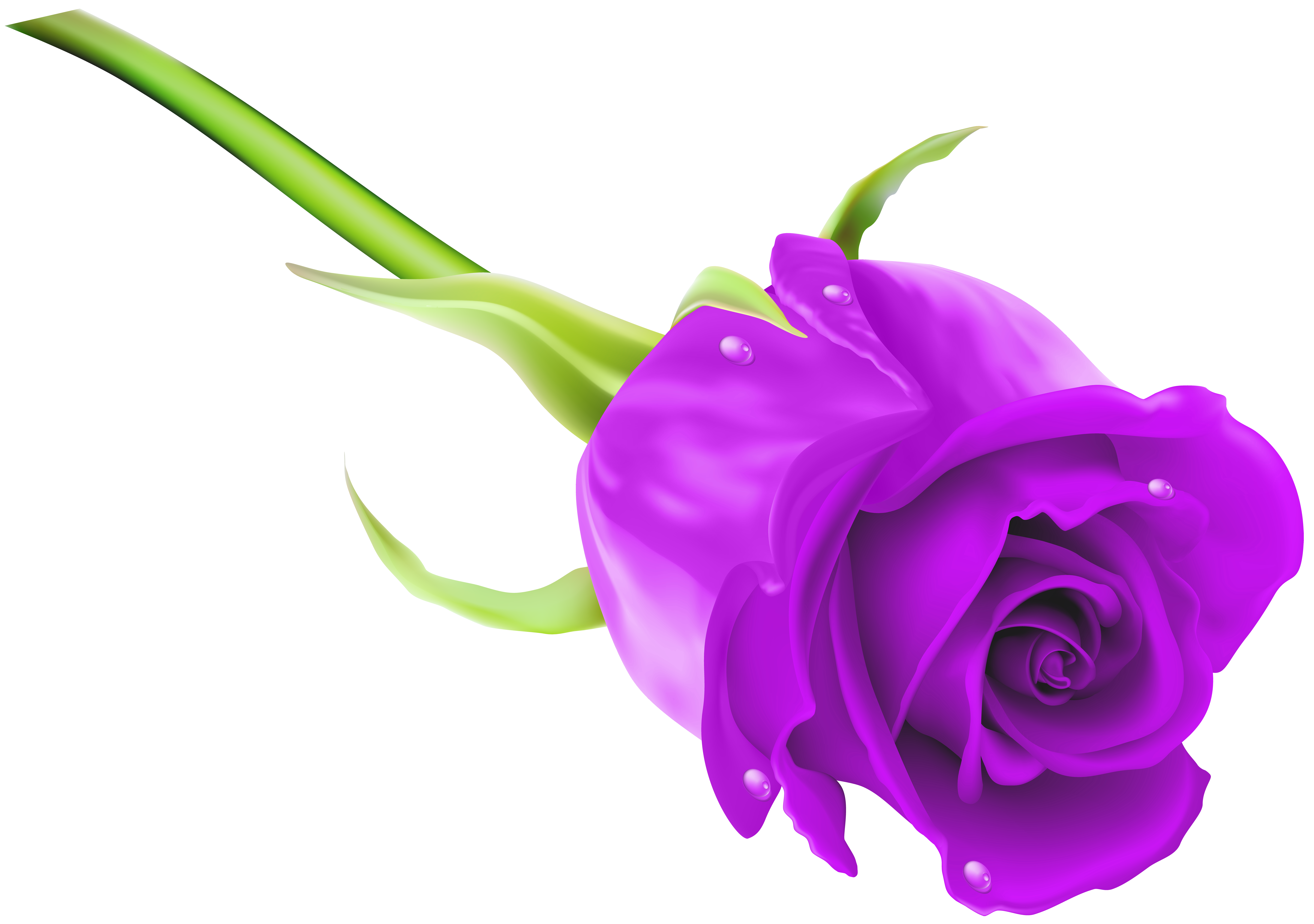 free clip art purple roses - photo #30