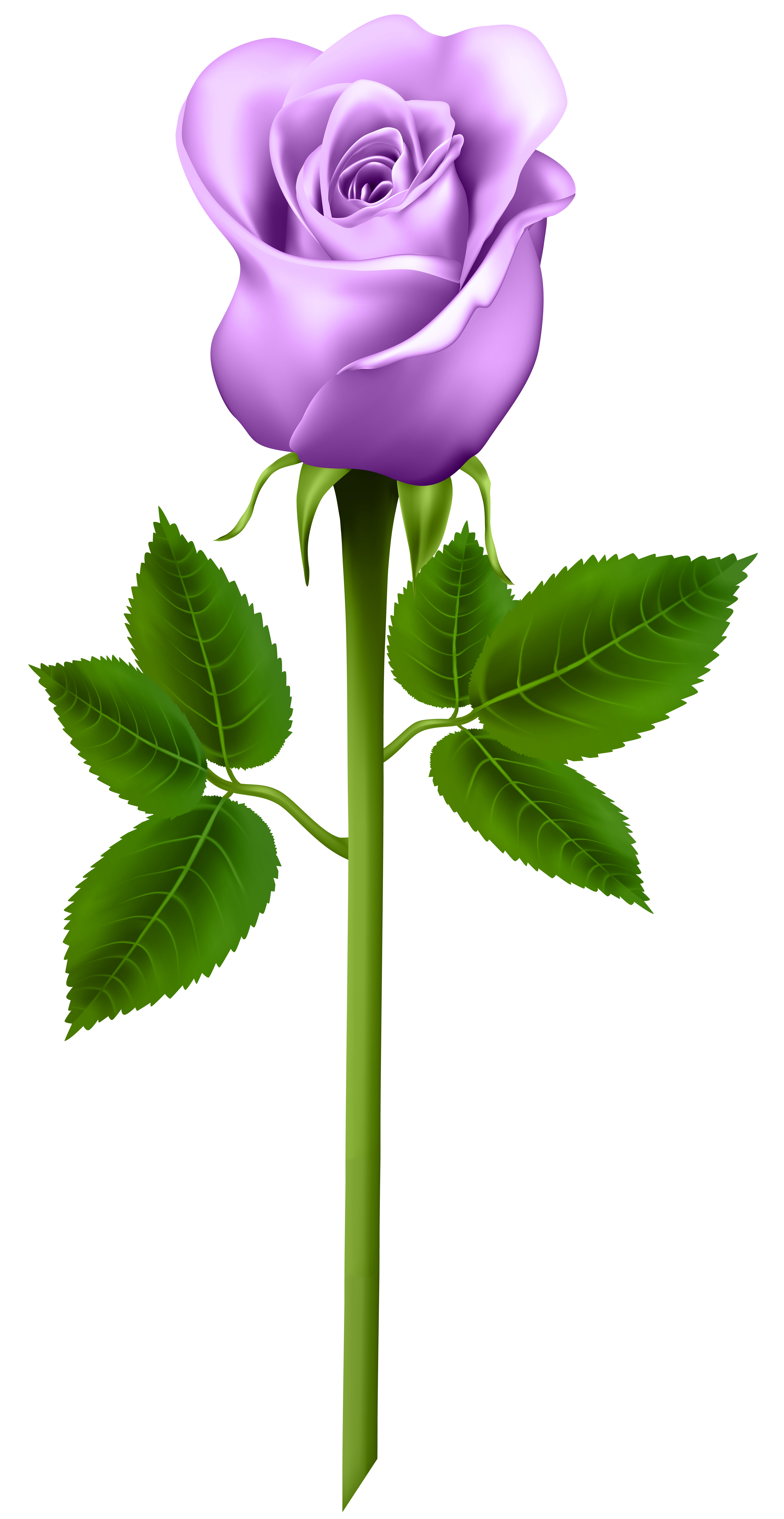 free clip art purple roses - photo #33