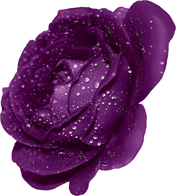 clip art purple rose - photo #12