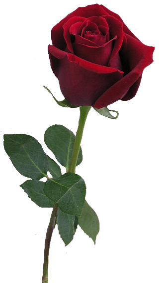 clipart red rose bud - photo #24