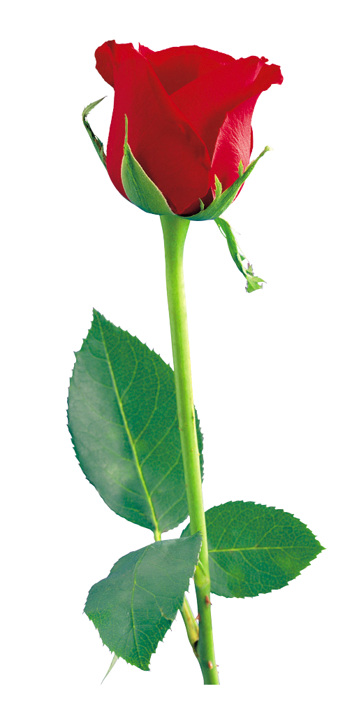 clipart images of red roses - photo #40