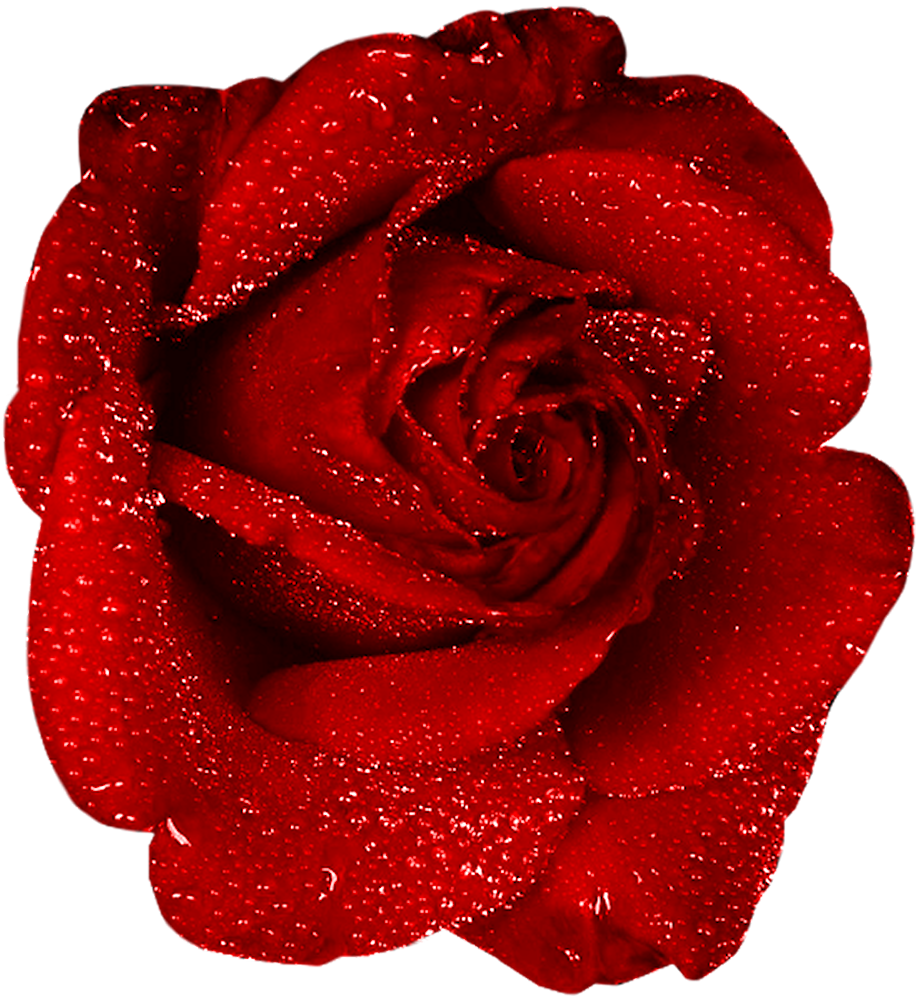 Red Rose With Dew Clipart | Gallery Yopriceville - High-Quality Images