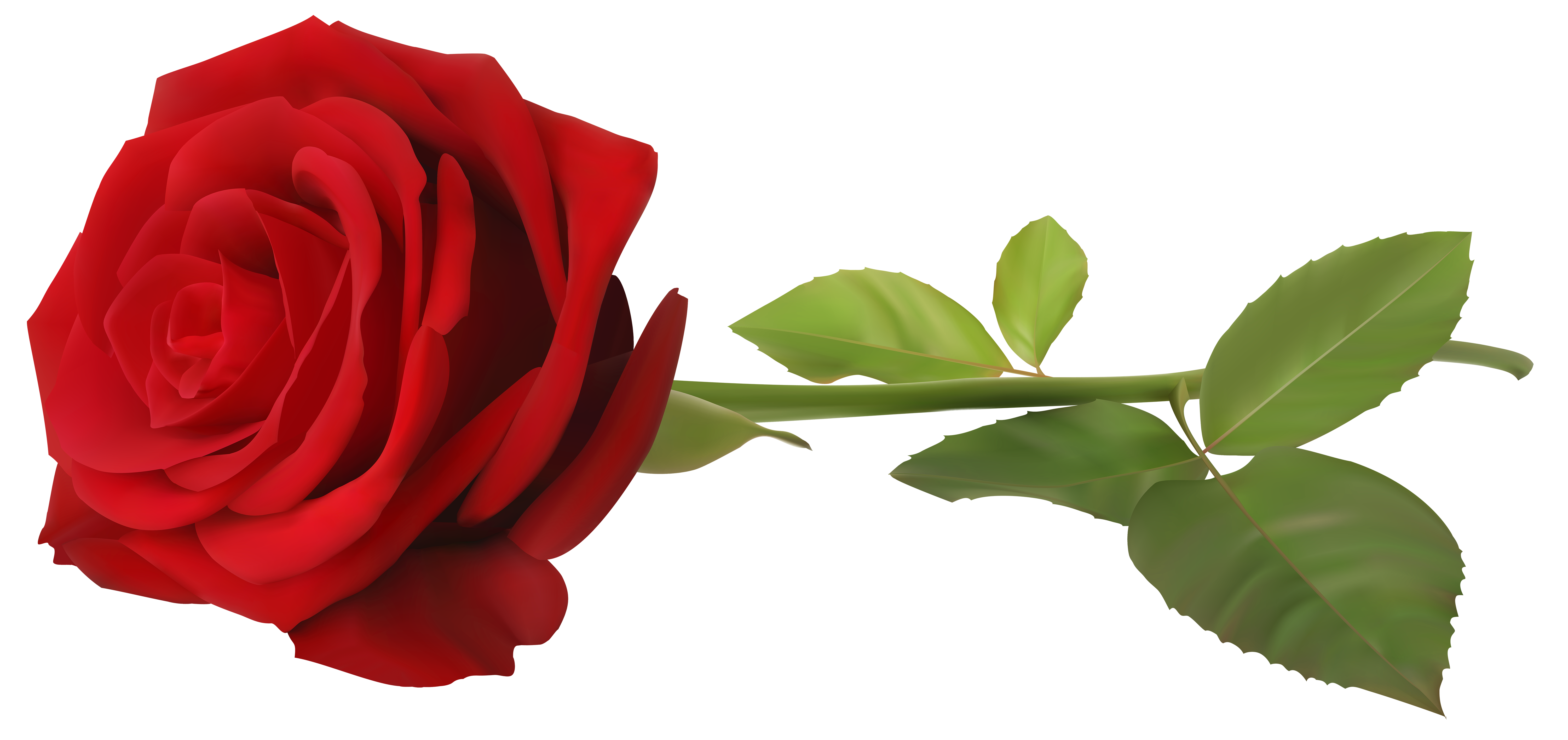 rose clip art png - photo #12