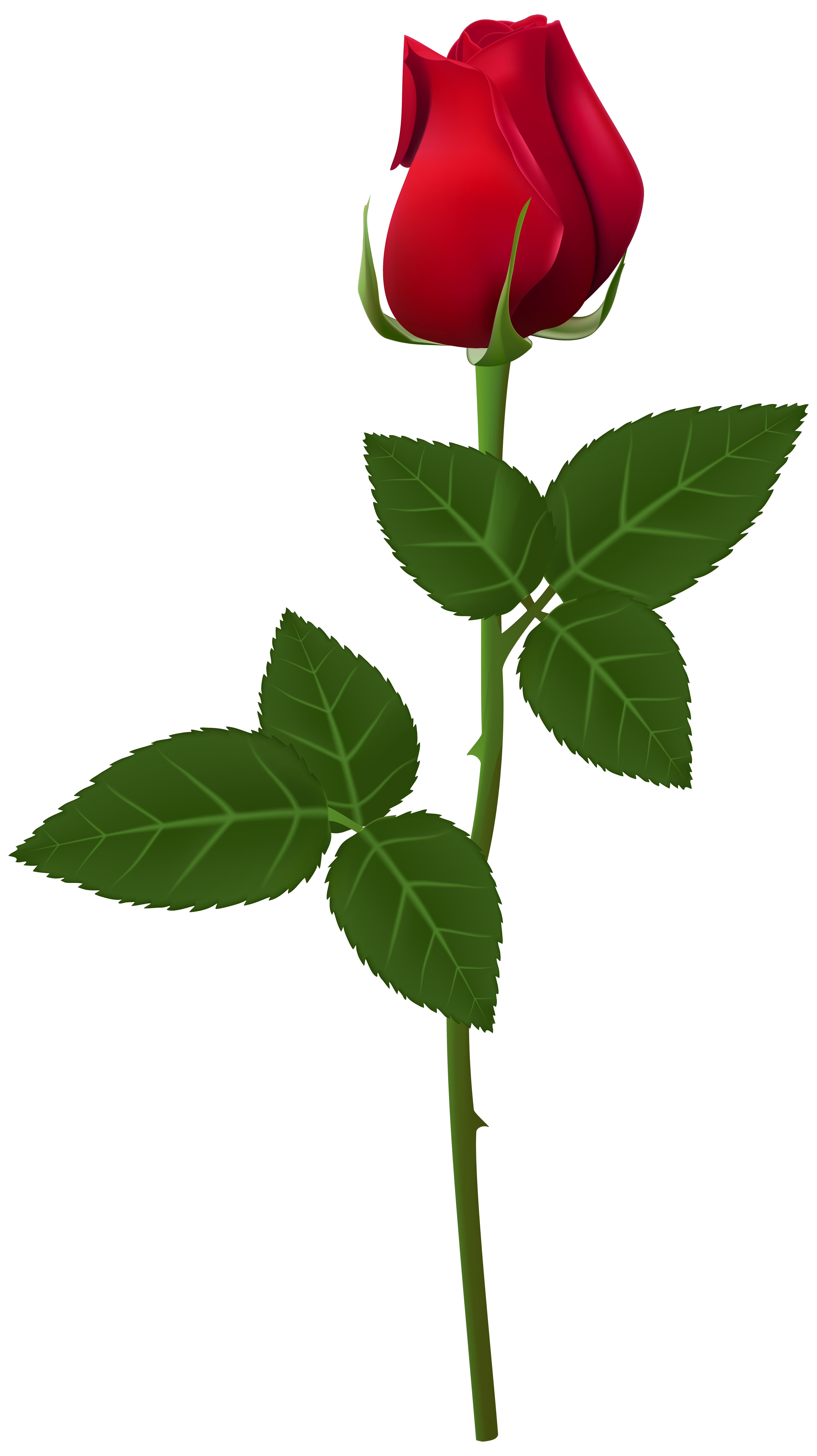 clipart long stem roses - photo #42