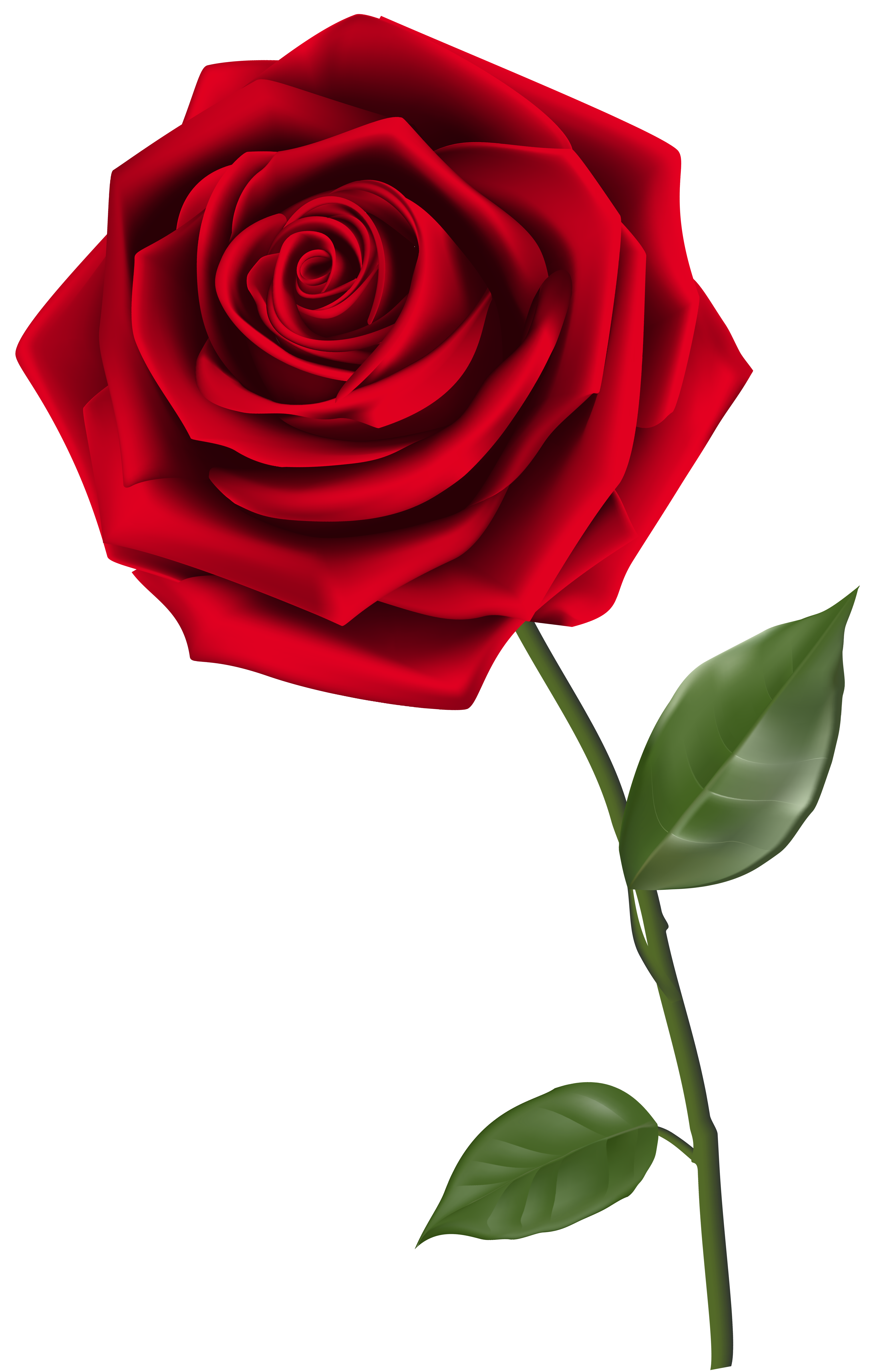 clipart chat rose - photo #33