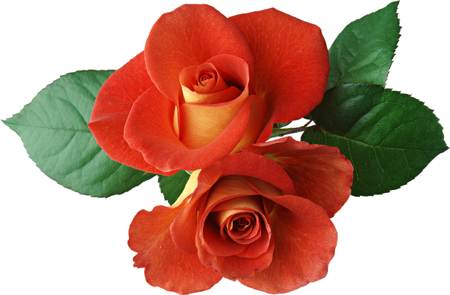 free clipart dozen roses - photo #29