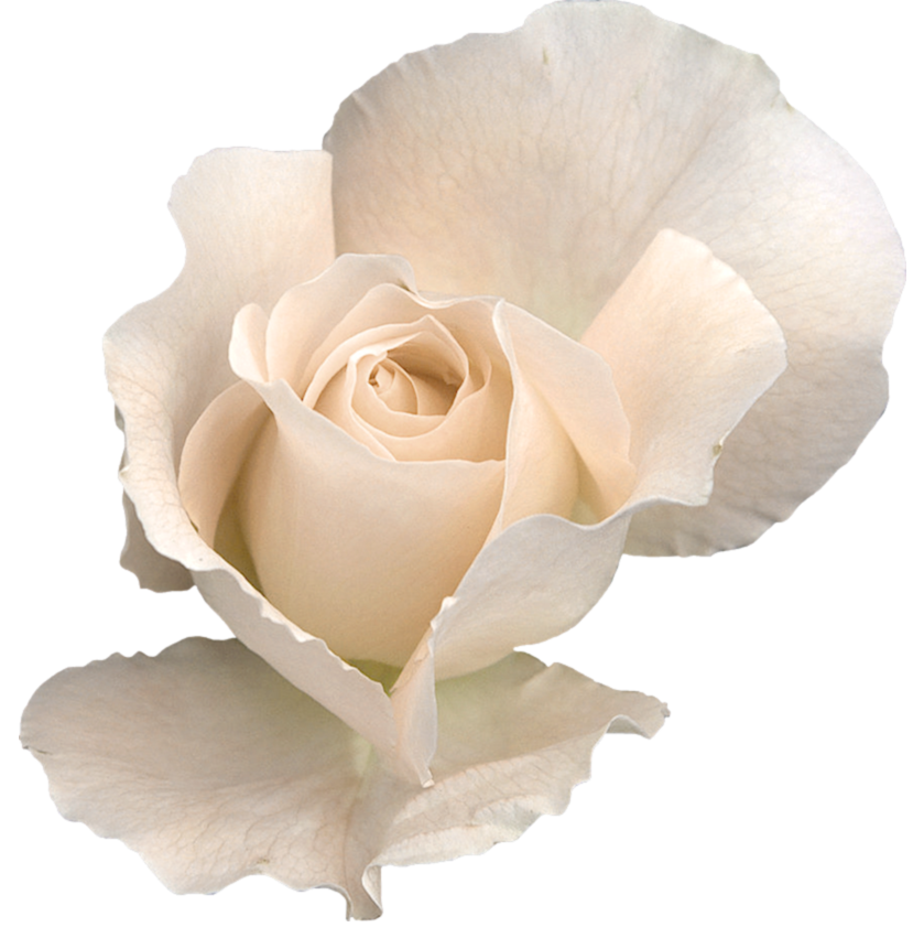 free clipart white roses - photo #50