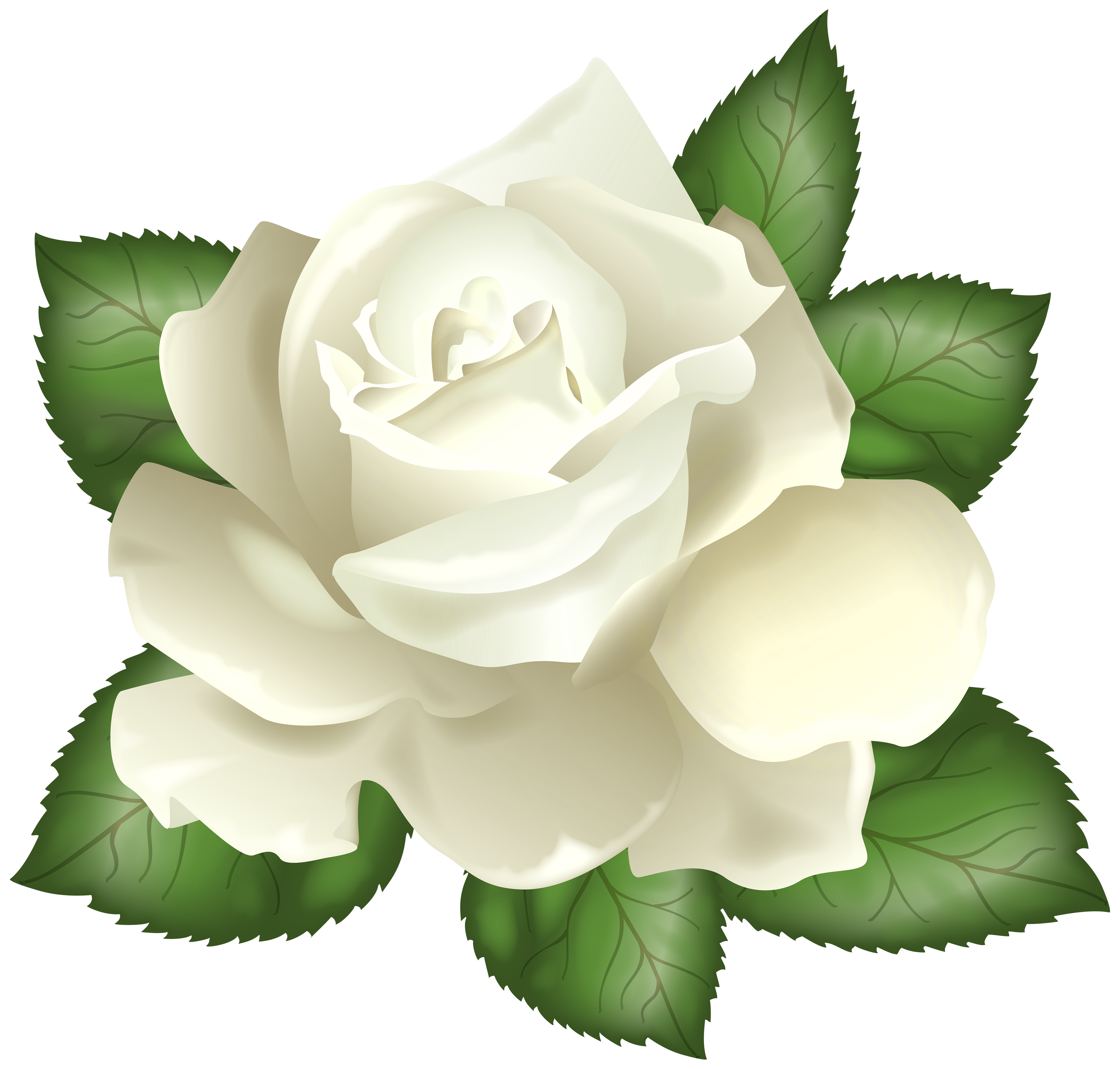clip art white rose bud - photo #28