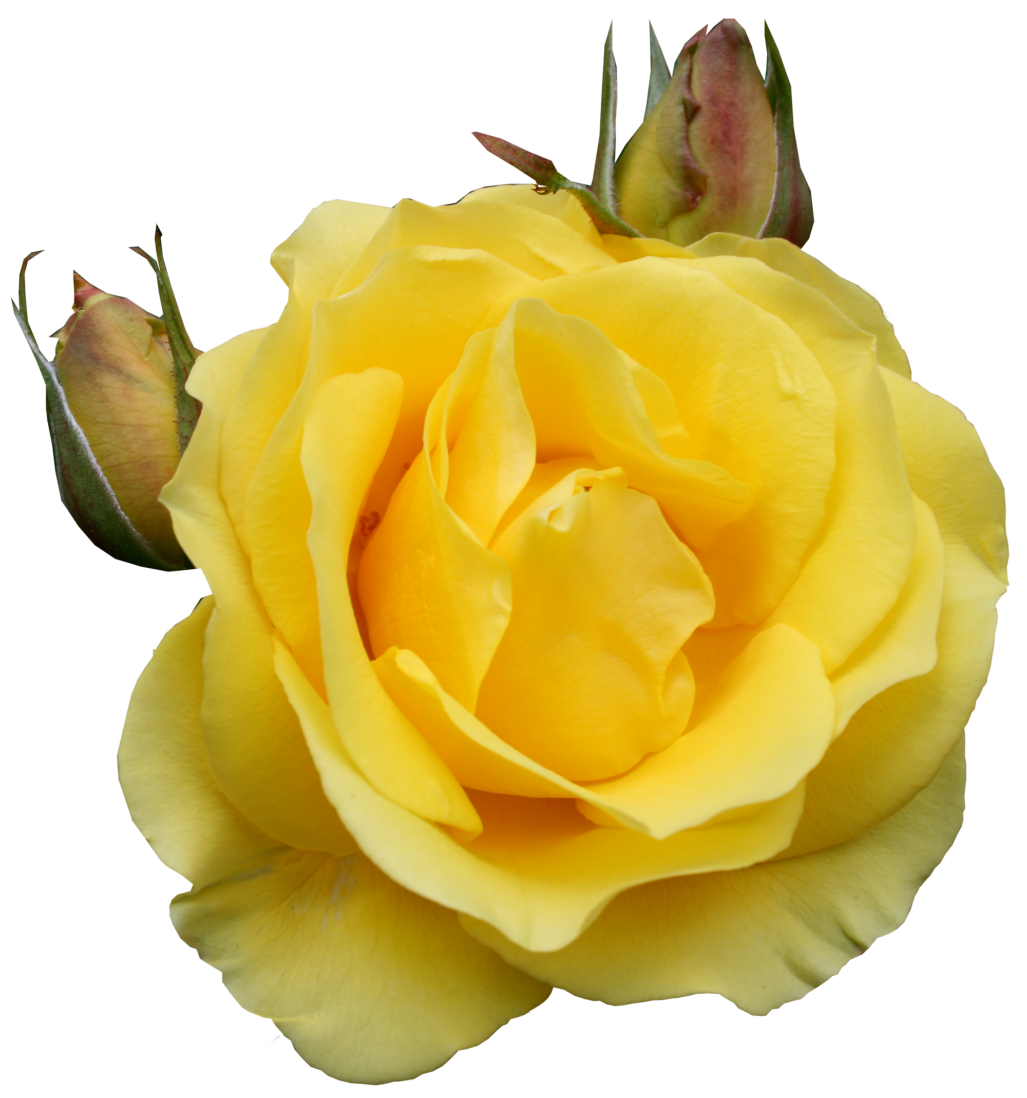 Yellow Rose Png Clipart Gallery Yopriceville High Quality Images