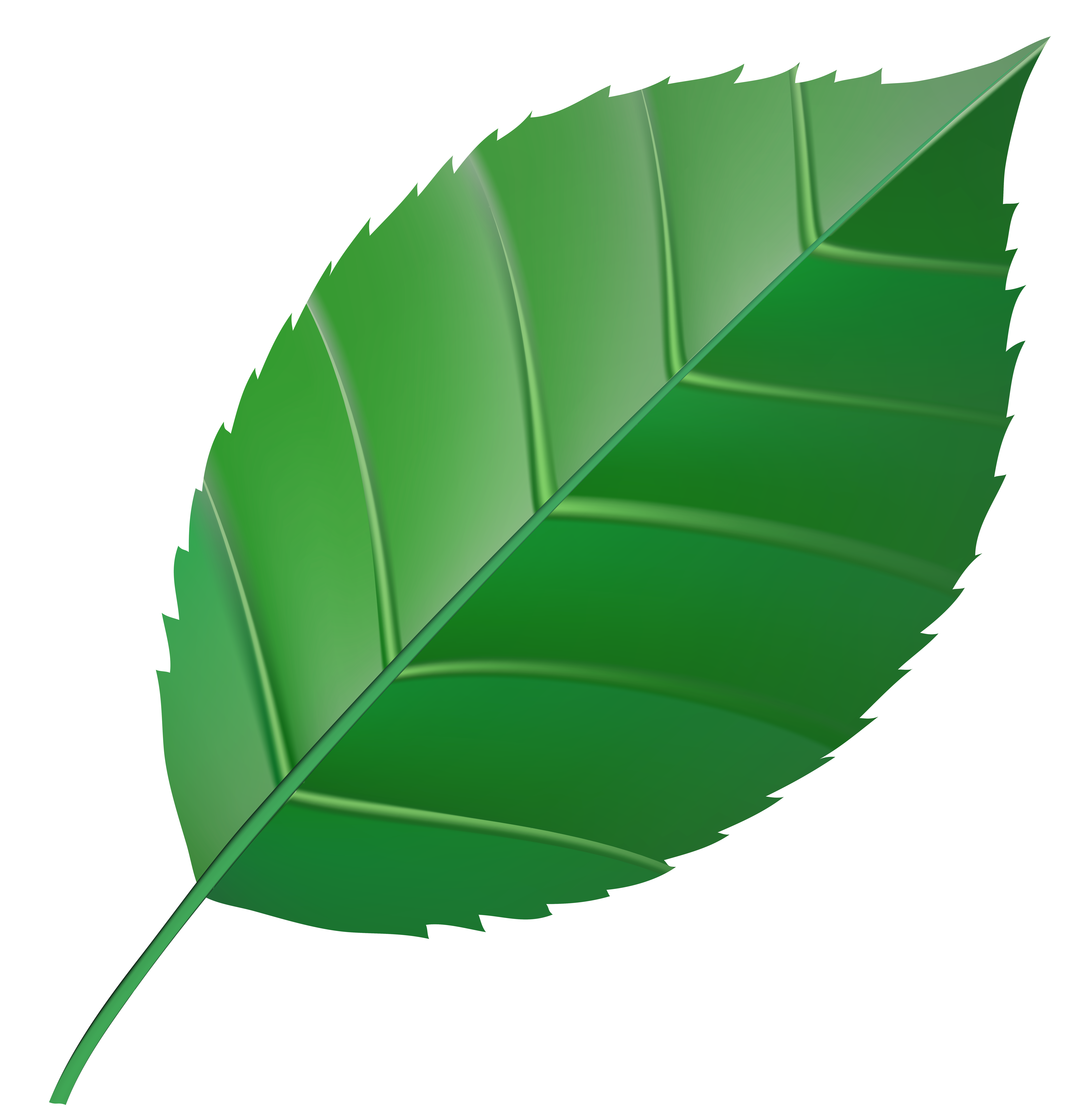 clipart of green leaves - photo #41