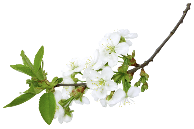 Spring Branch Fast Food Spring Branch Fast Food